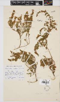Aspalathus salteri image
