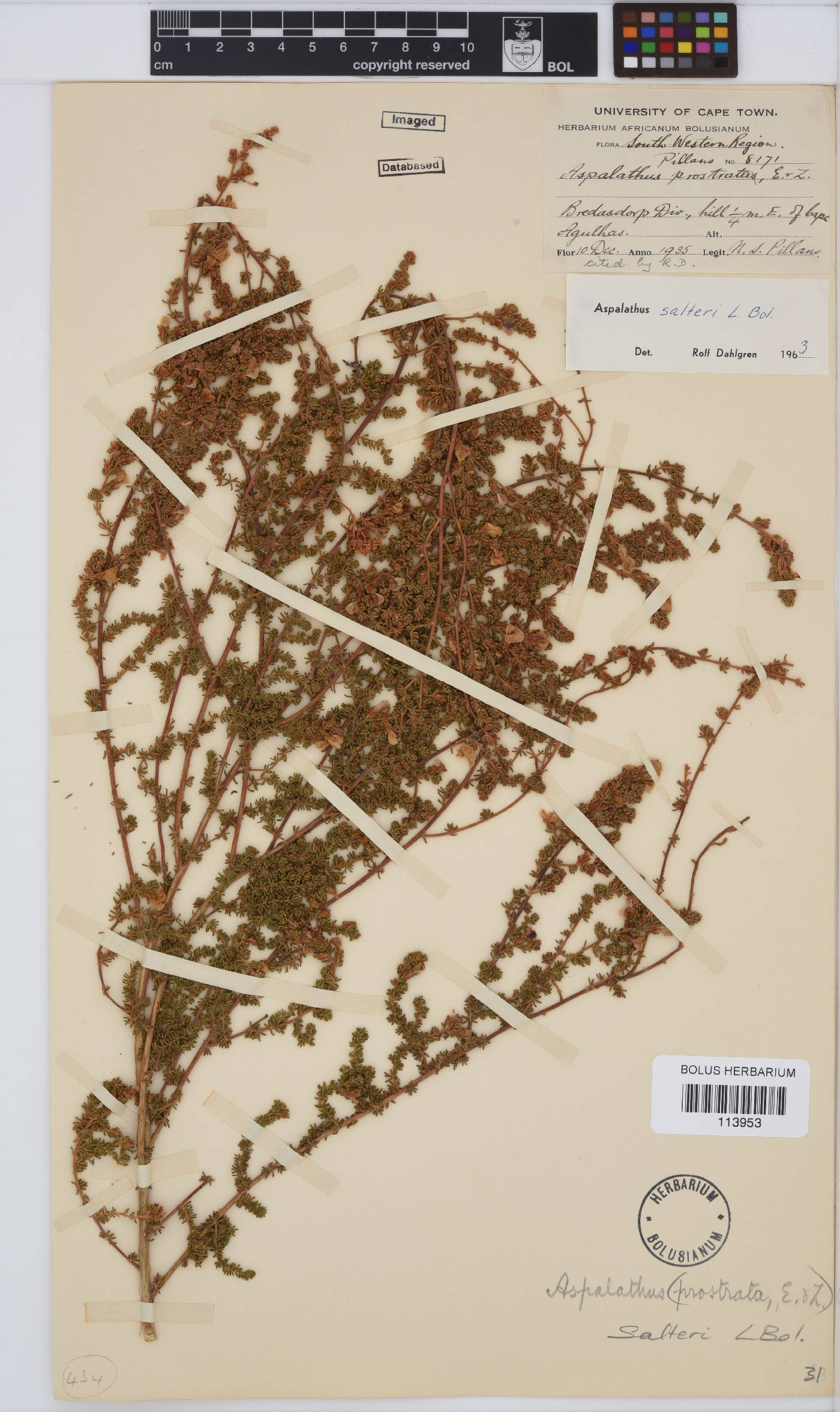 Aspalathus salteri image