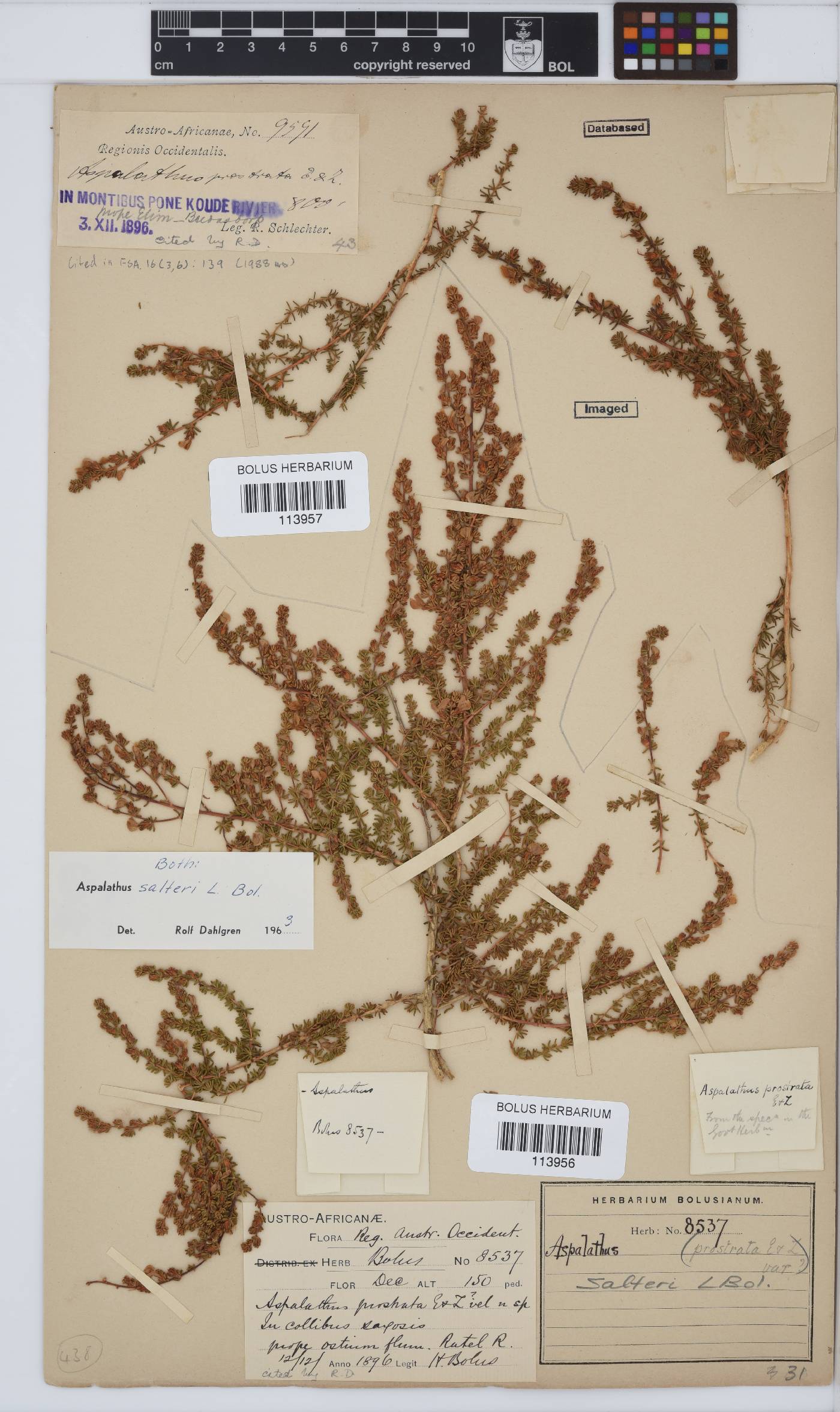 Aspalathus salteri image