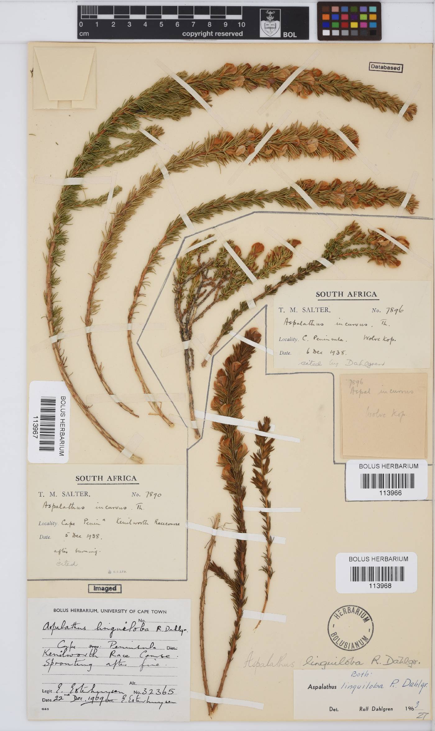 Aspalathus linguiloba image