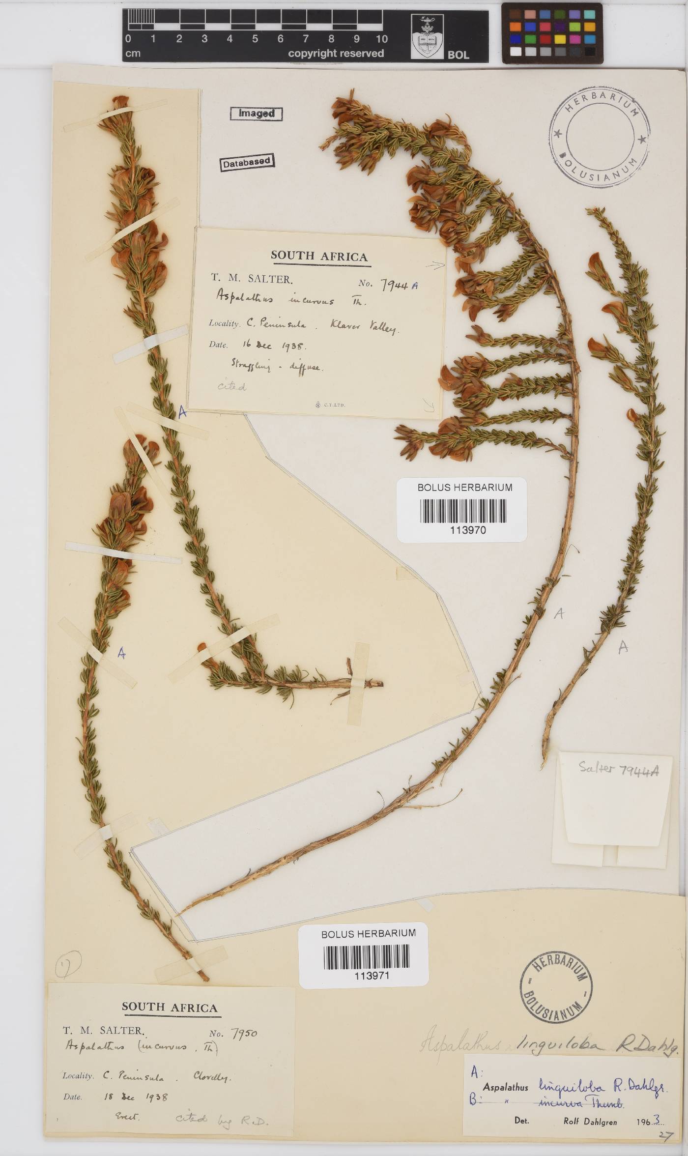 Aspalathus linguiloba image