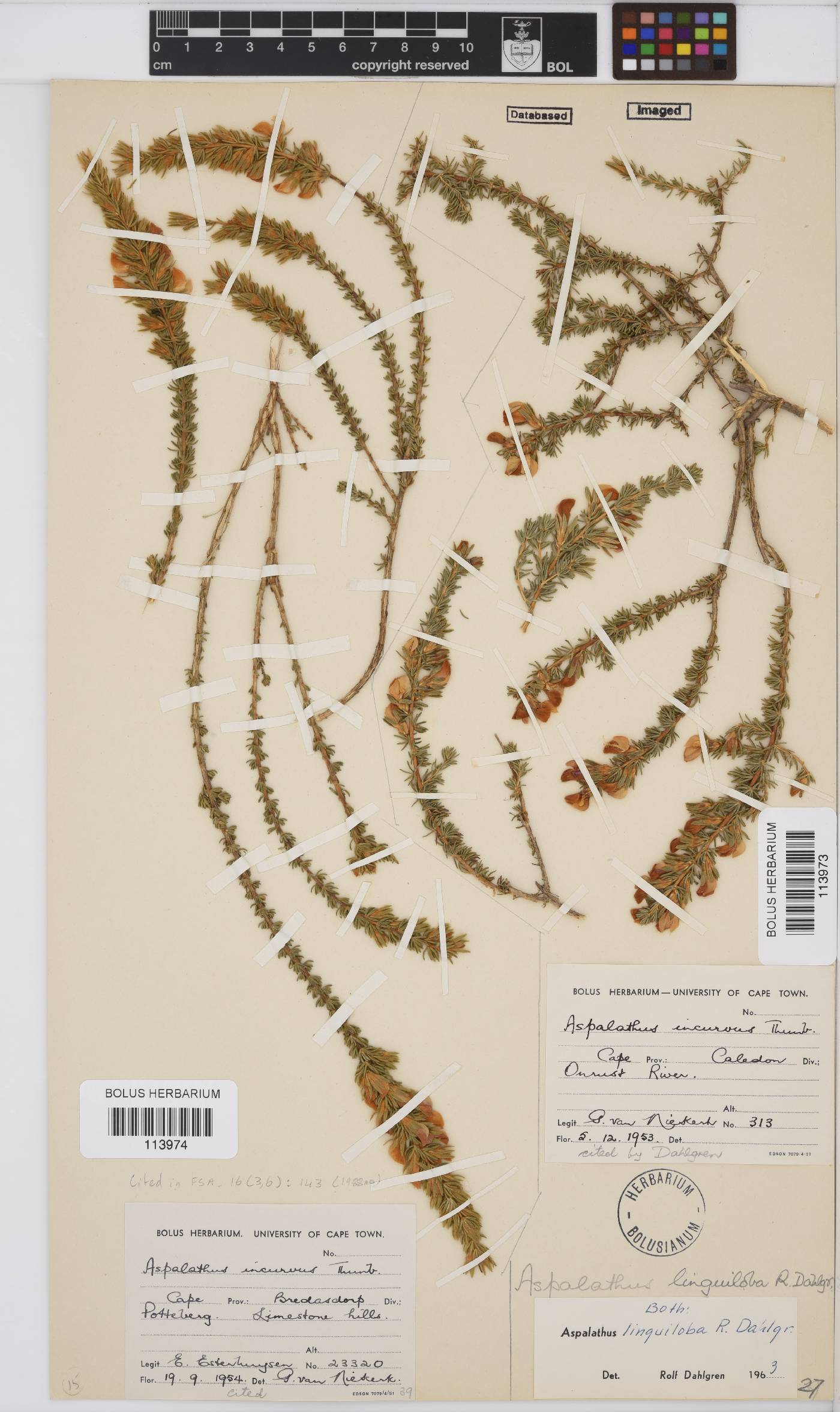 Aspalathus linguiloba image