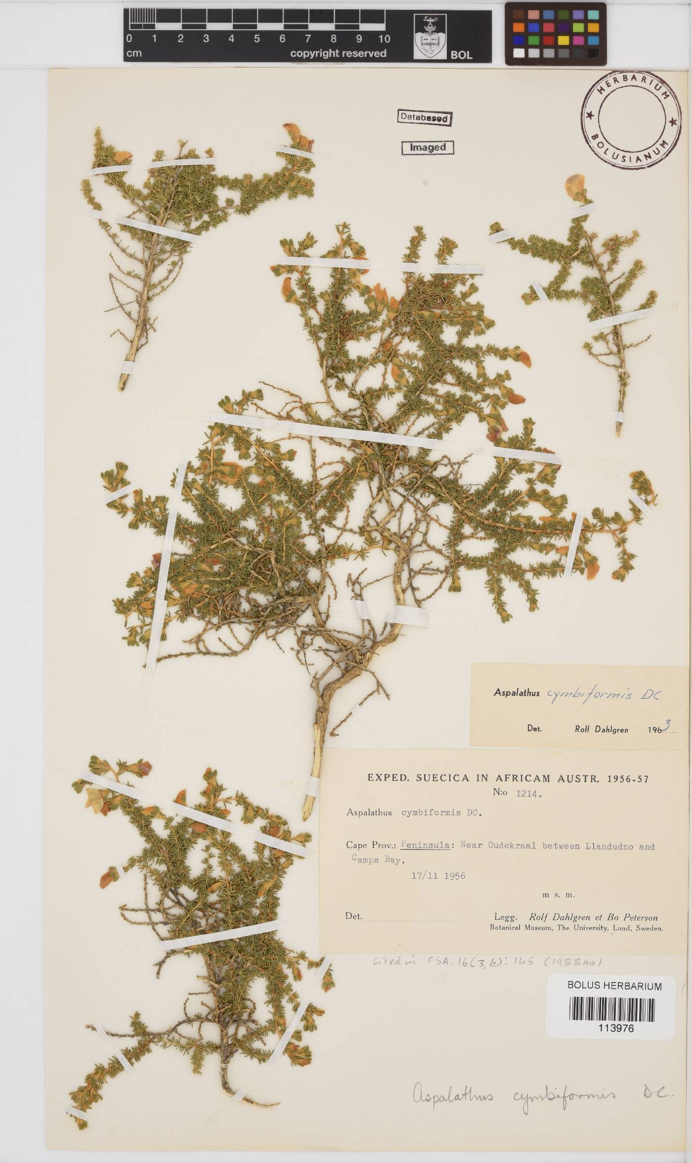 Aspalathus cymbiformis image
