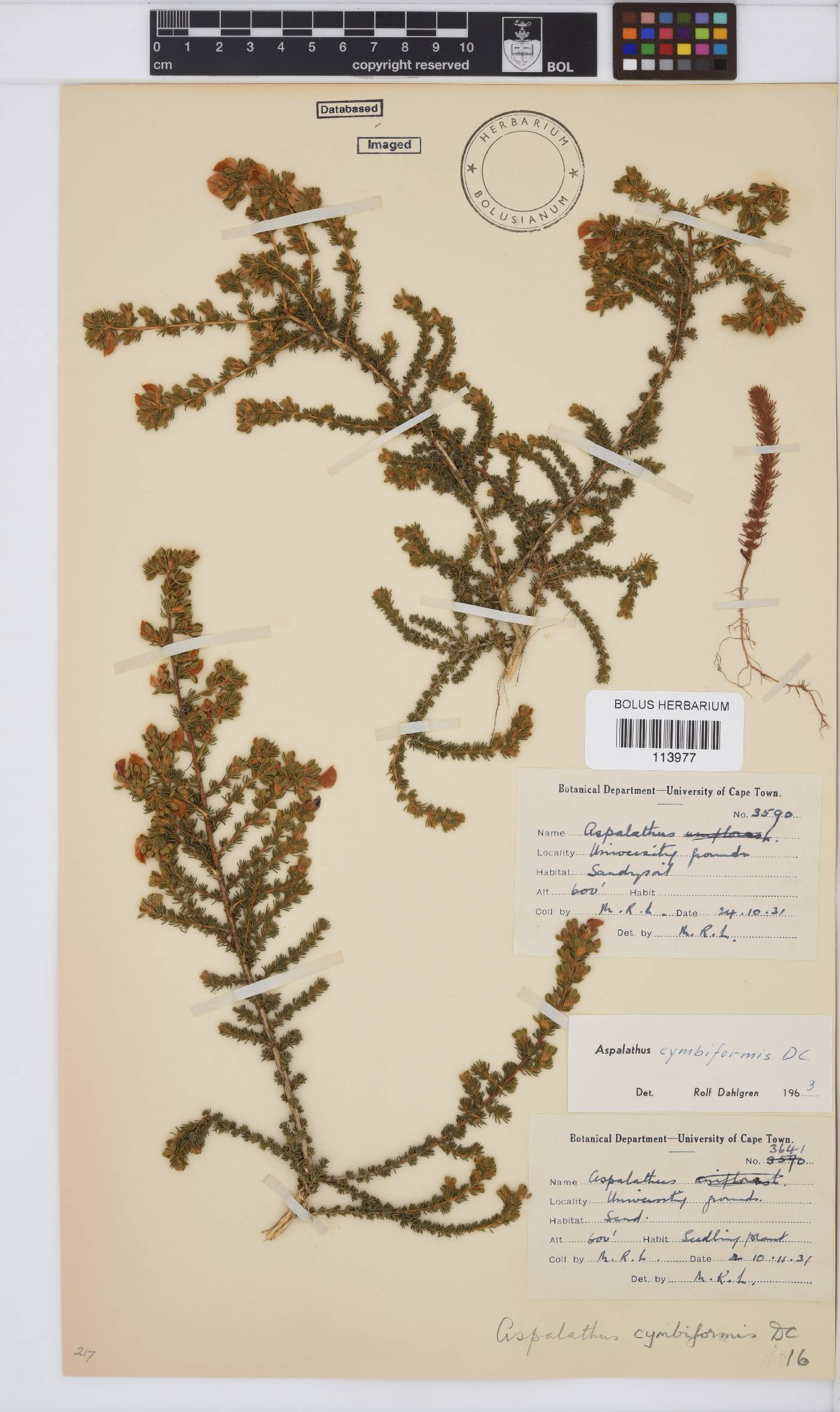 Aspalathus cymbiformis image