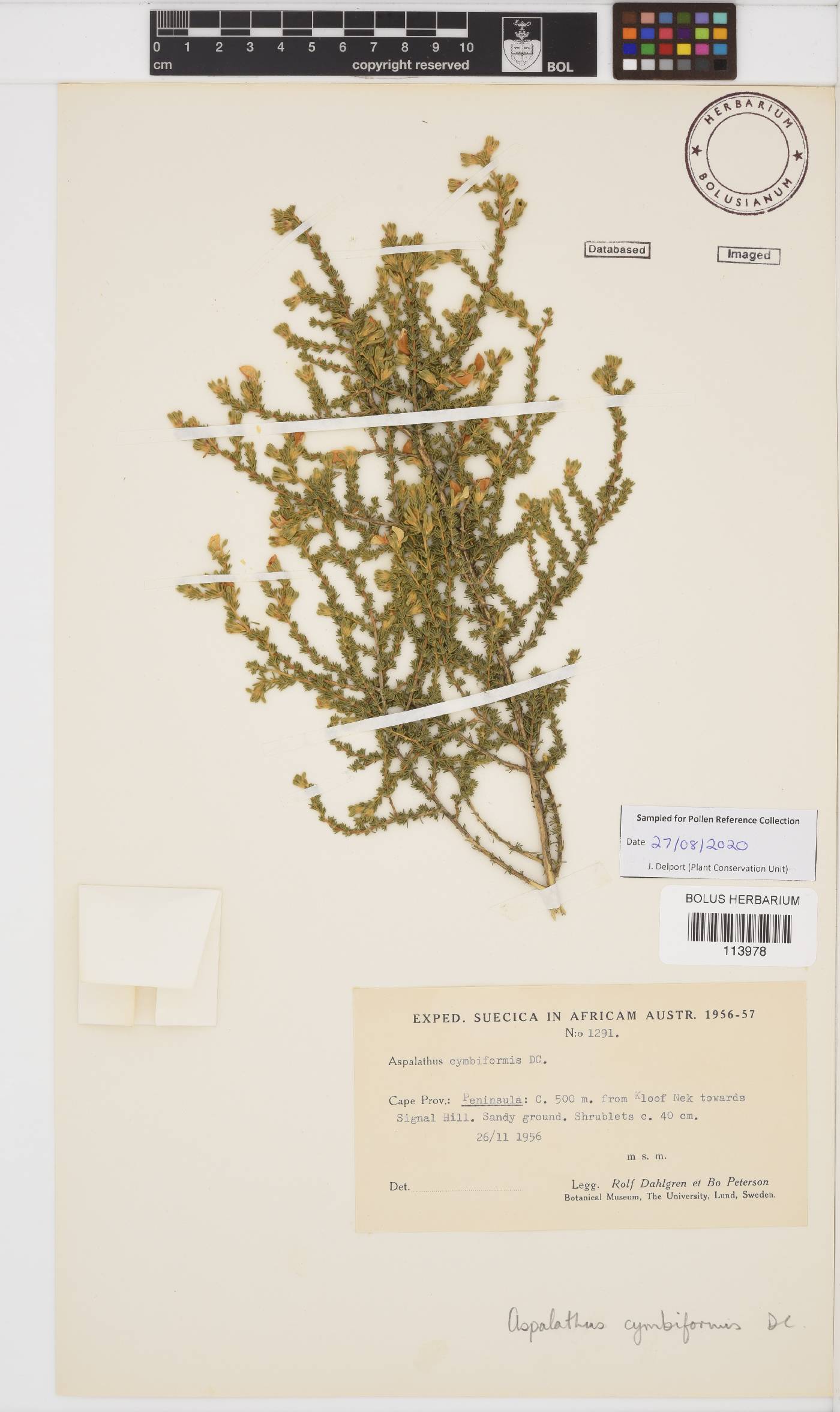 Aspalathus cymbiformis image