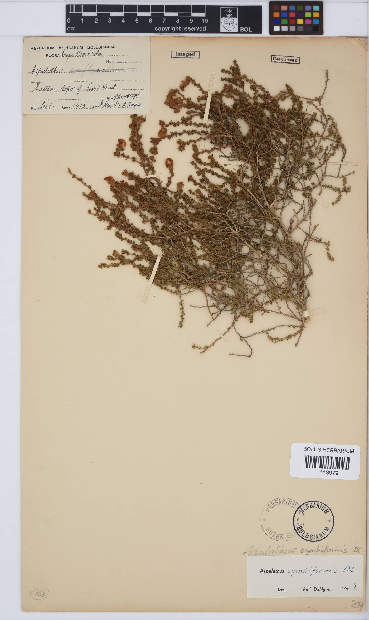 Aspalathus cymbiformis image