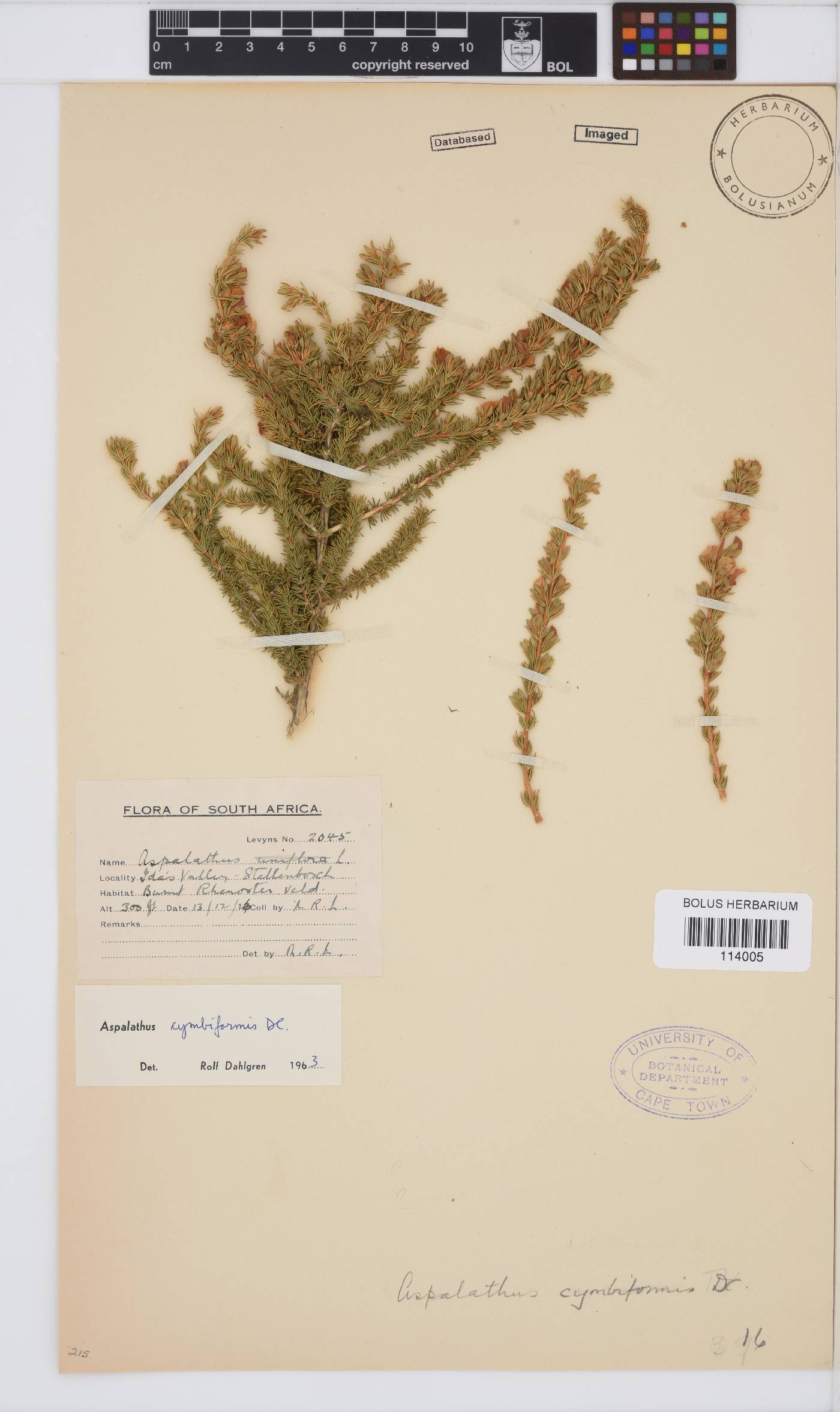 Aspalathus cymbiformis image