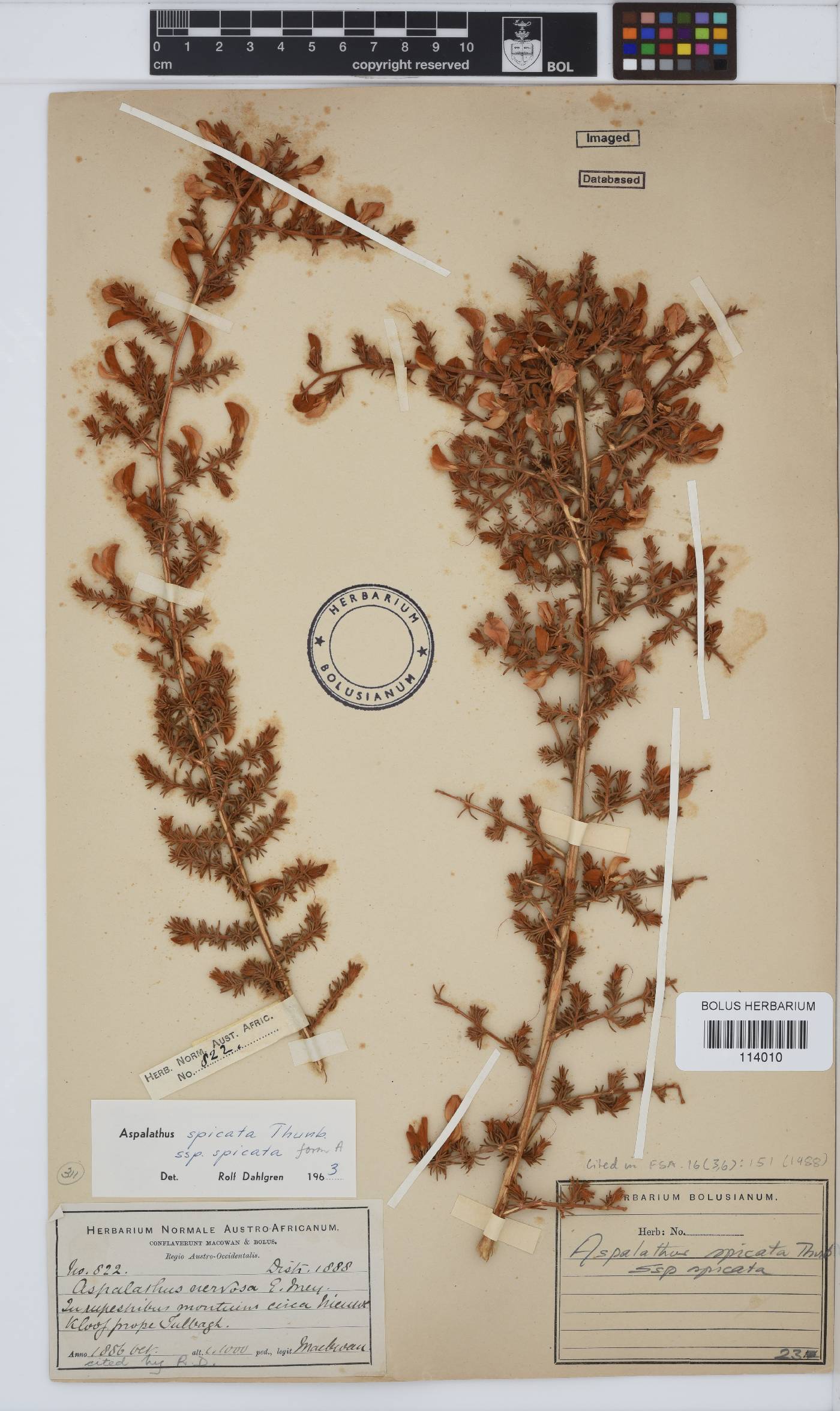 Aspalathus spicata image