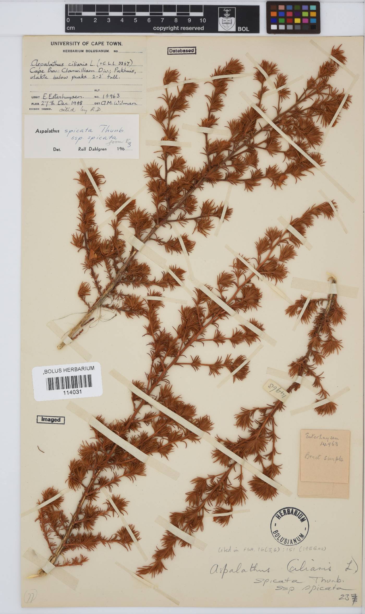 Aspalathus spicata image