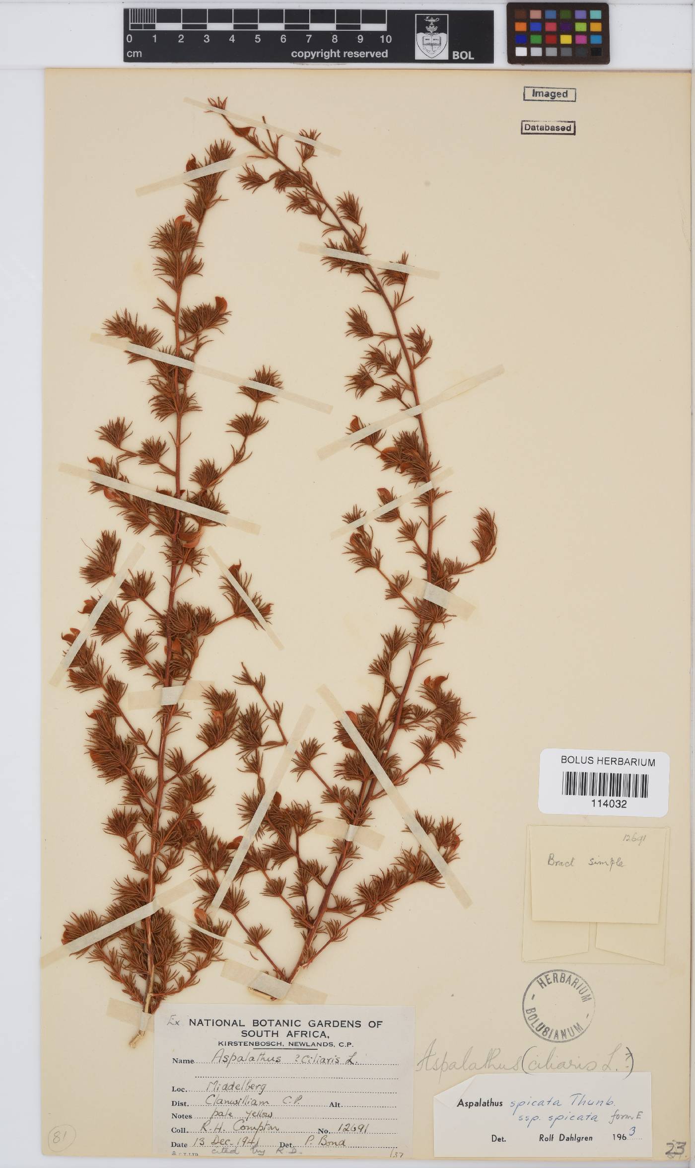 Aspalathus spicata image