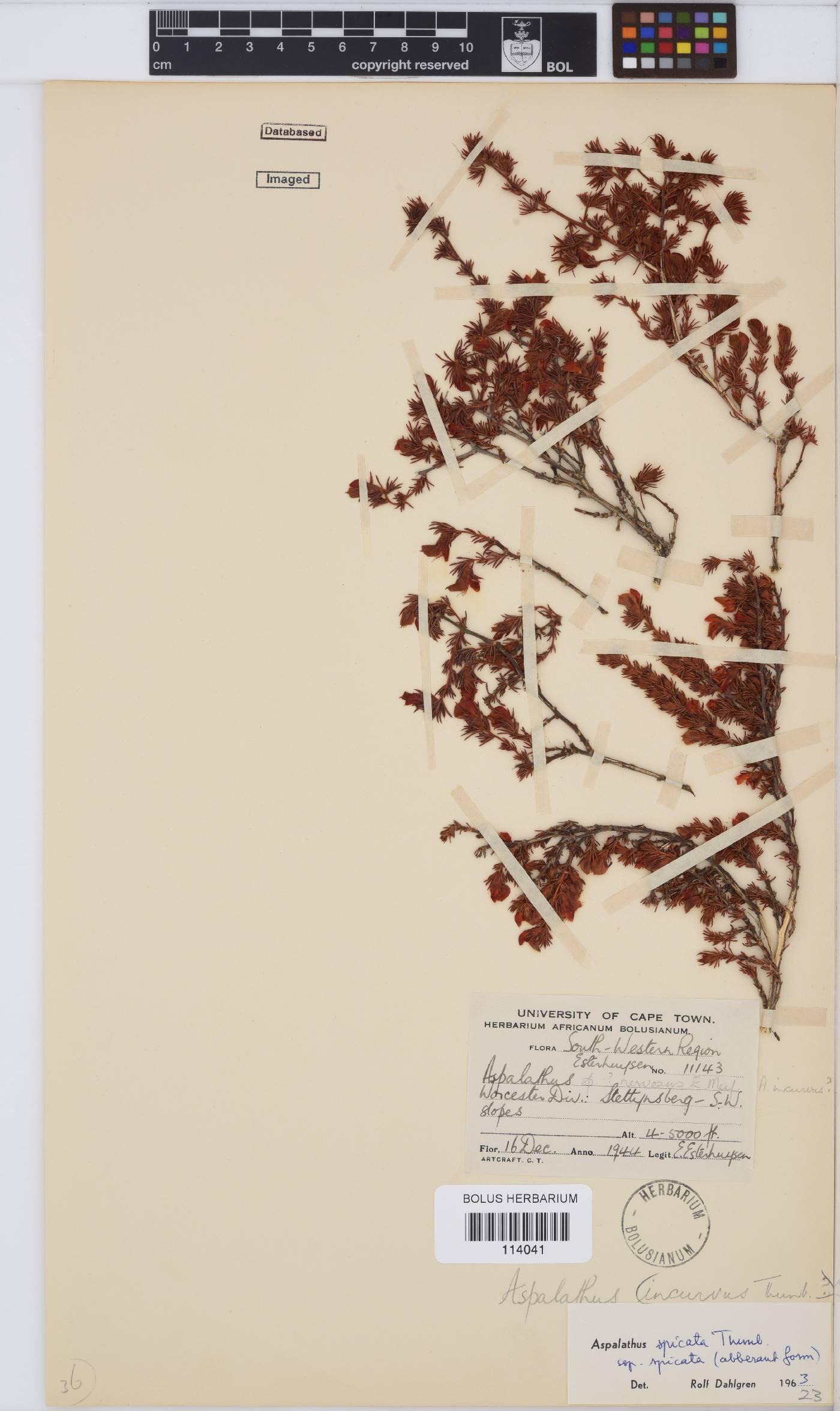 Aspalathus spicata image