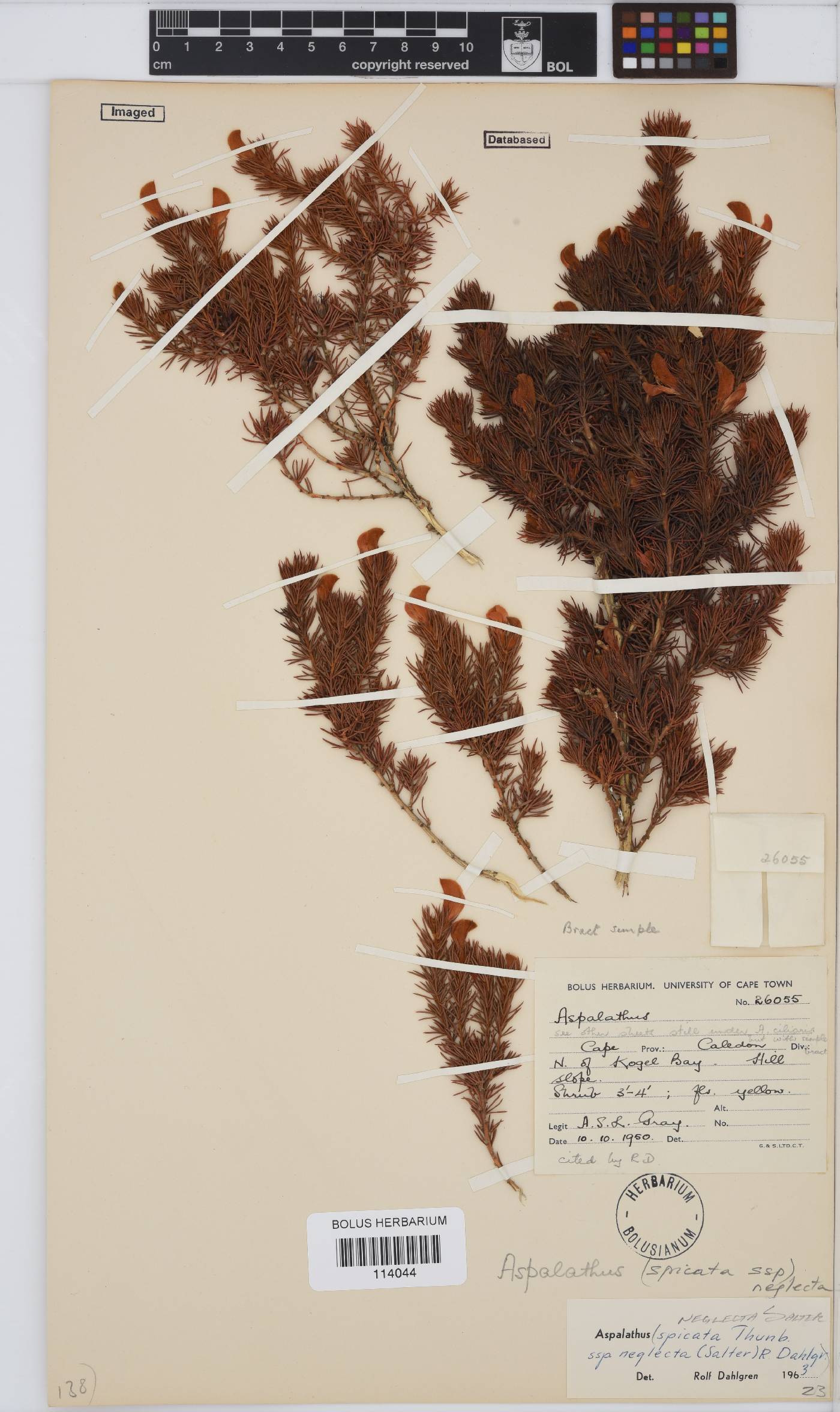 Aspalathus neglecta image