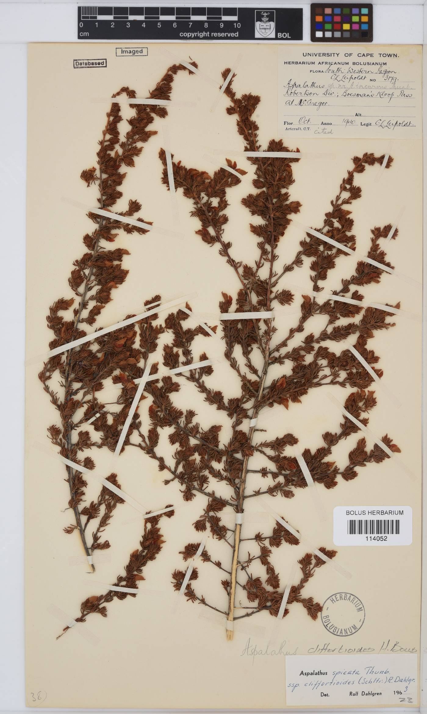 Aspalathus cliffortioides image