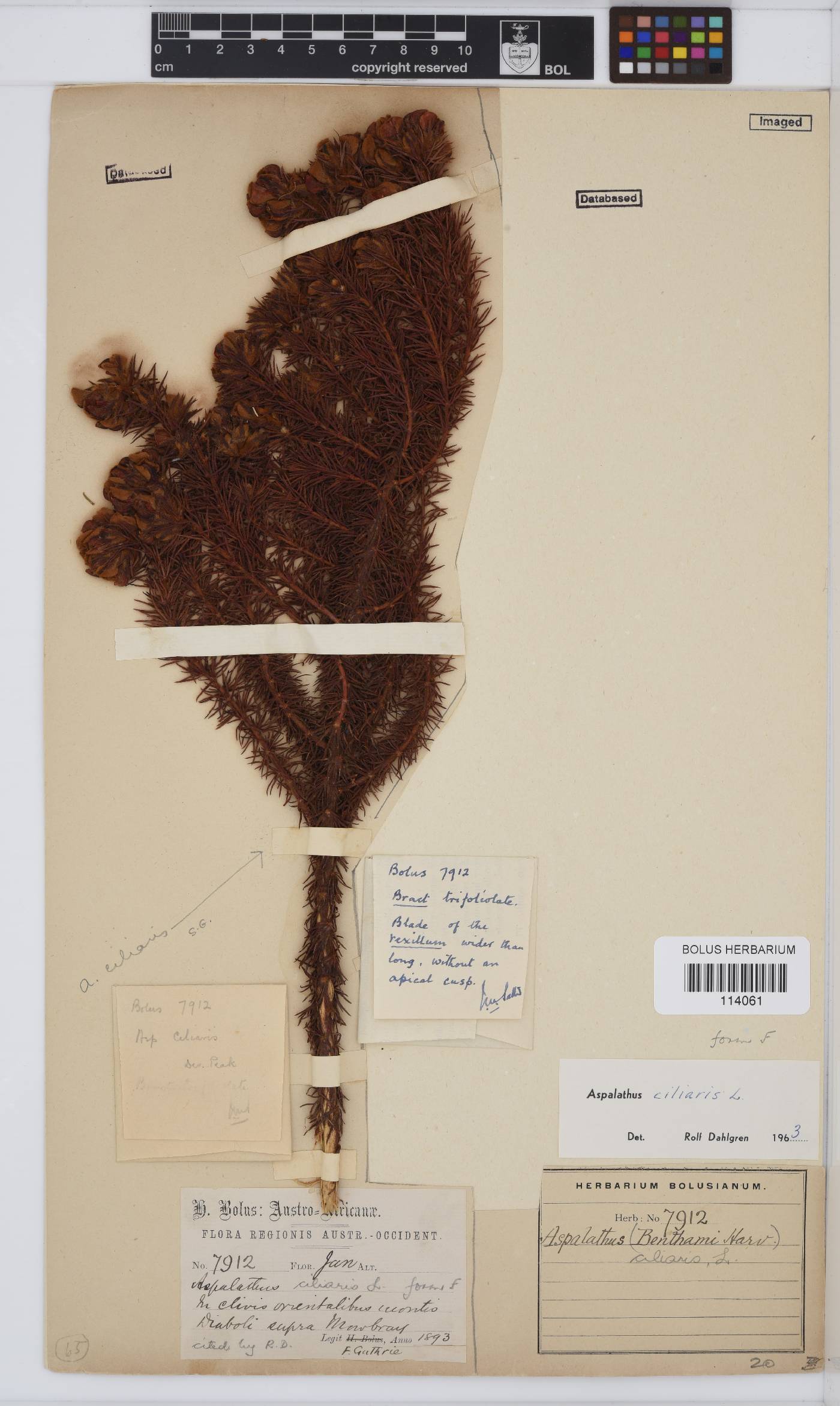 Aspalathus ciliaris image