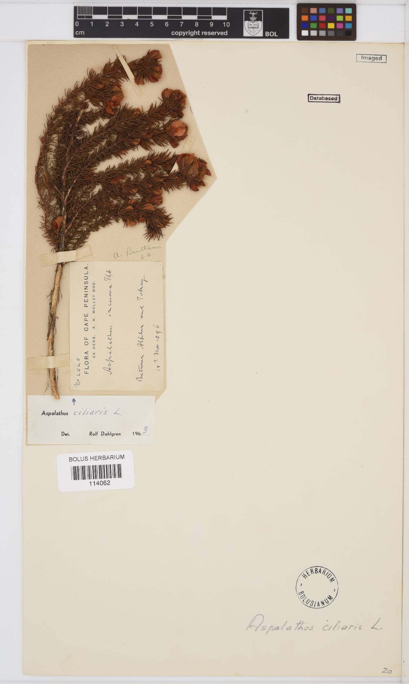 Aspalathus ciliaris image