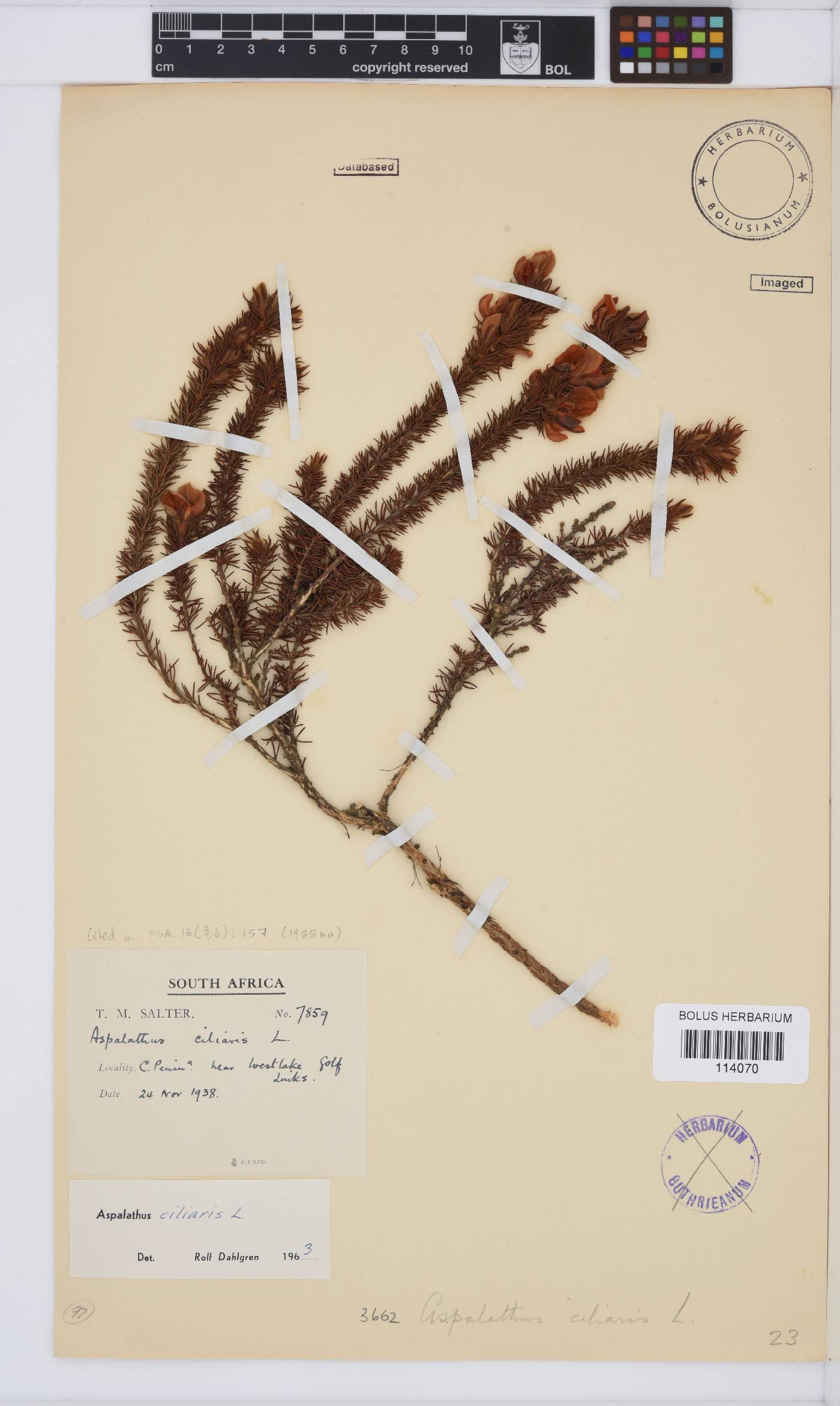 Aspalathus ciliaris image