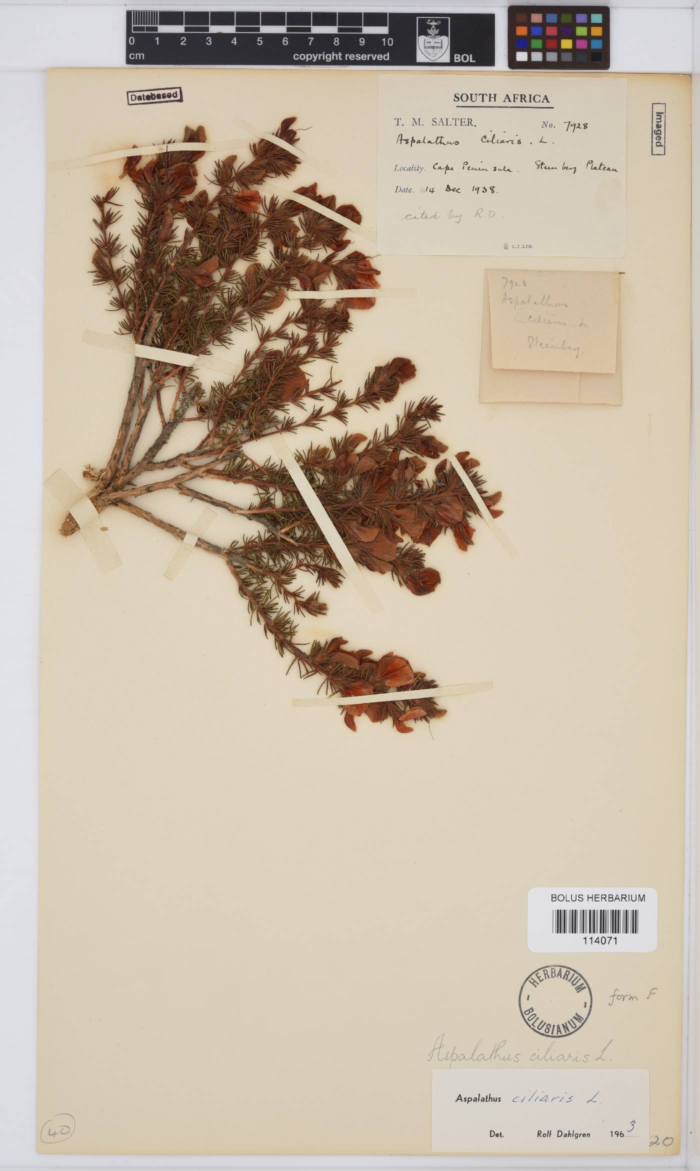 Aspalathus ciliaris image
