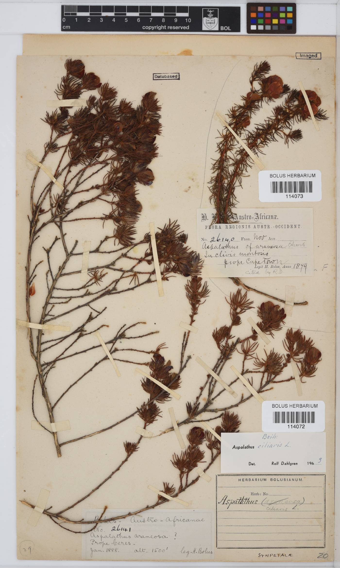 Aspalathus ciliaris image