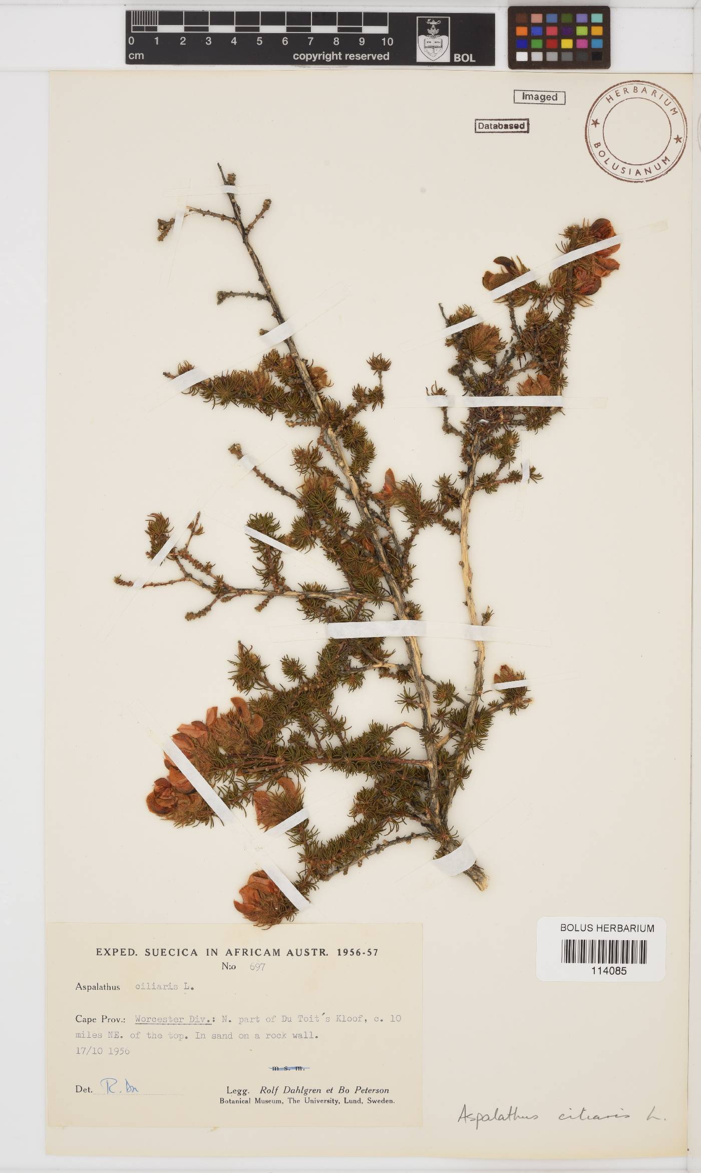 Aspalathus ciliaris image