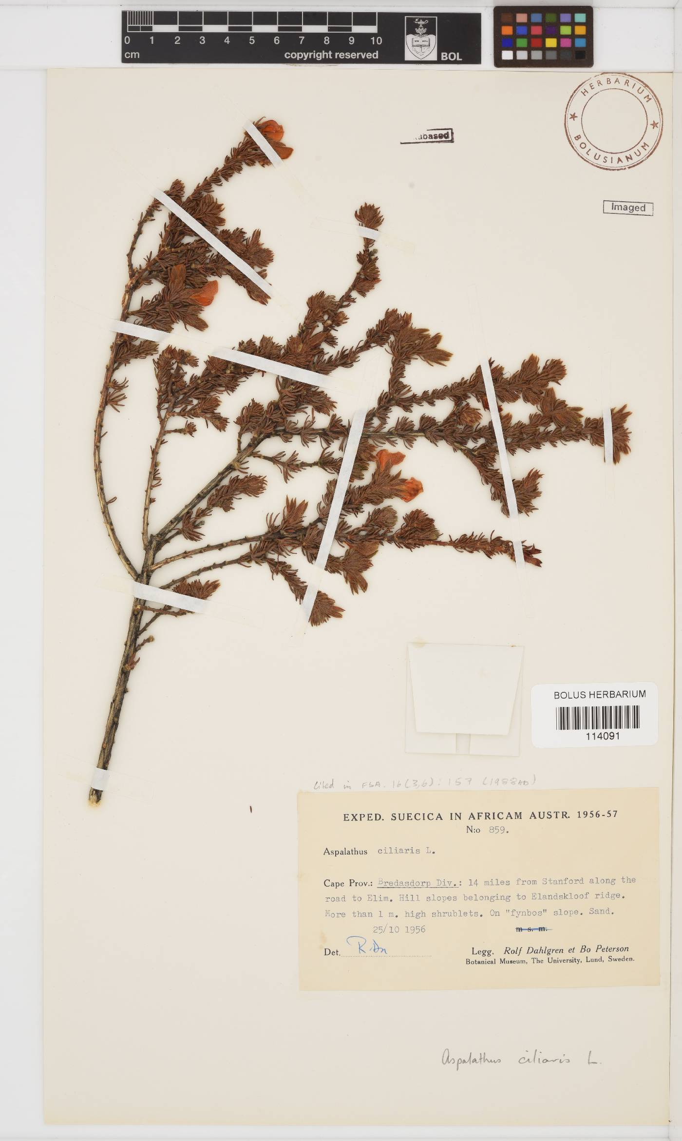 Aspalathus ciliaris image