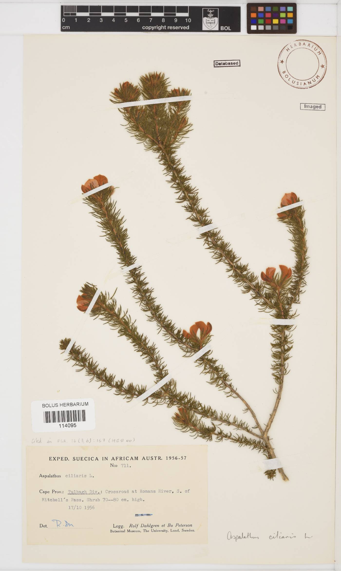 Aspalathus ciliaris image
