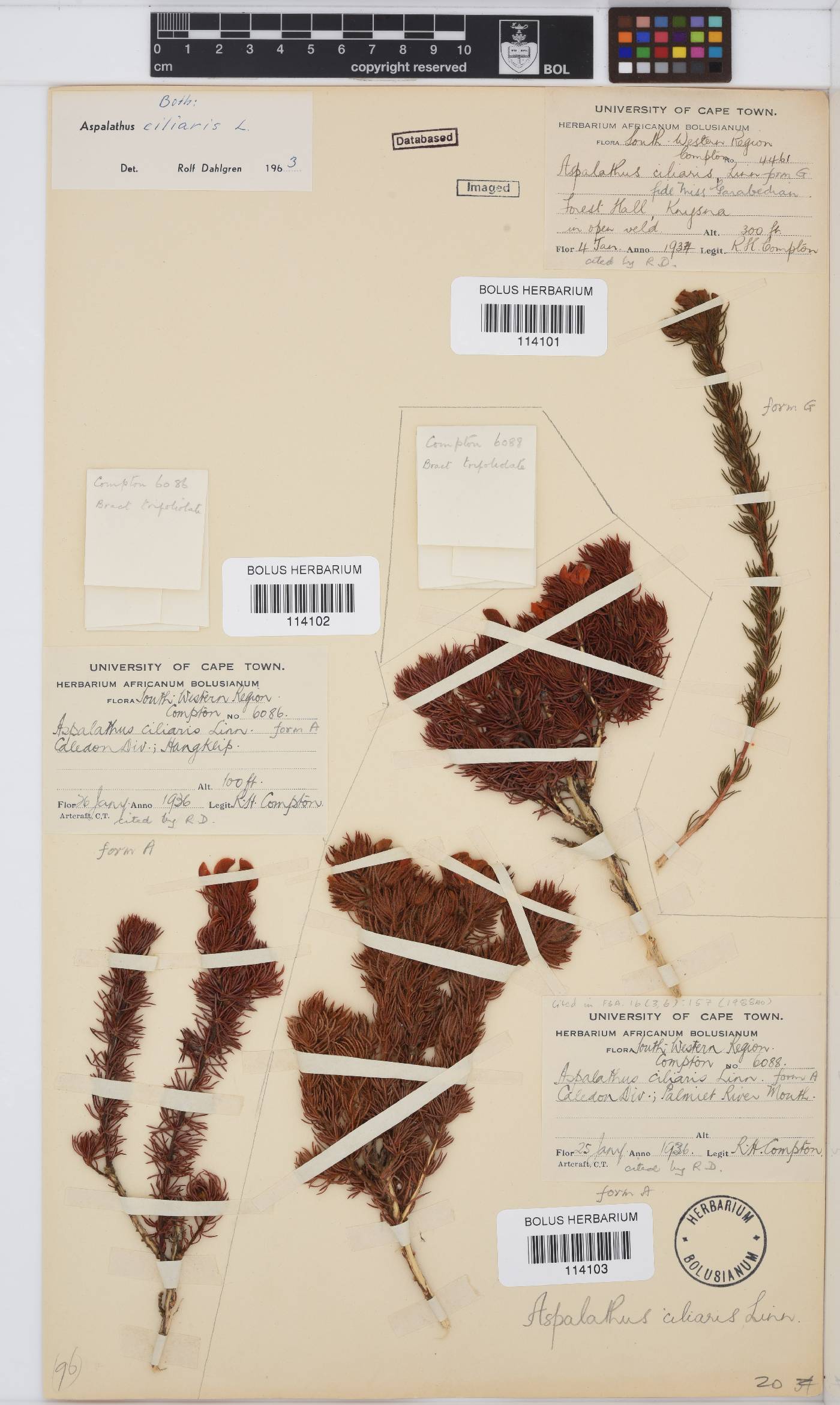 Aspalathus ciliaris image