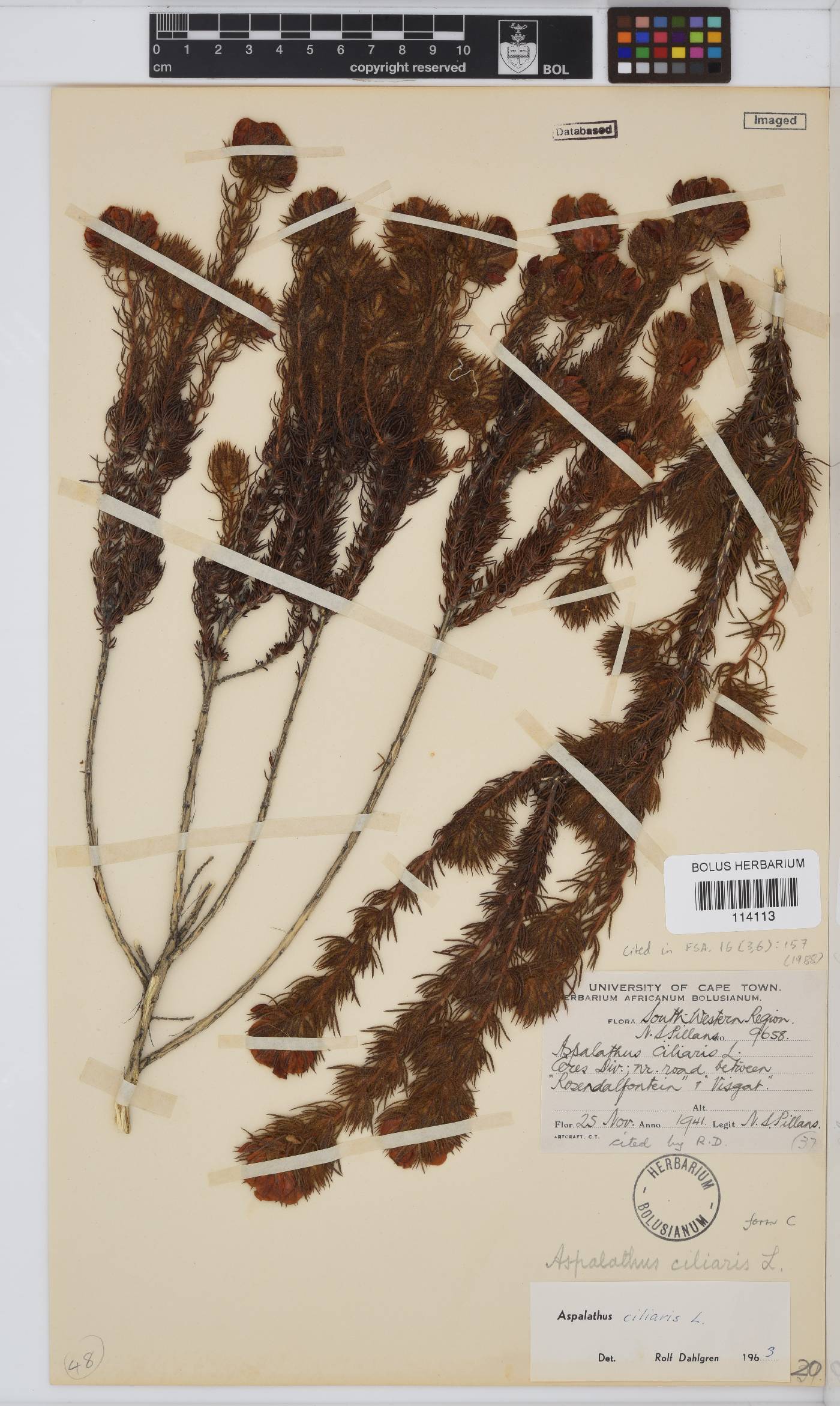 Aspalathus ciliaris image