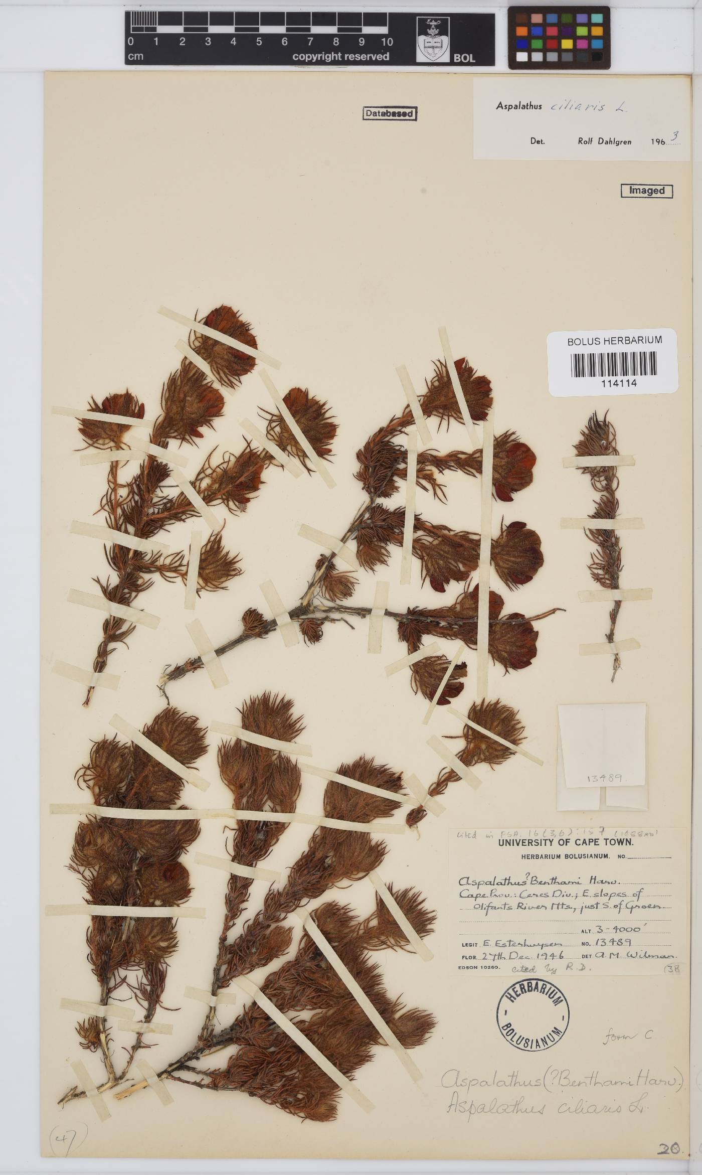 Aspalathus ciliaris image