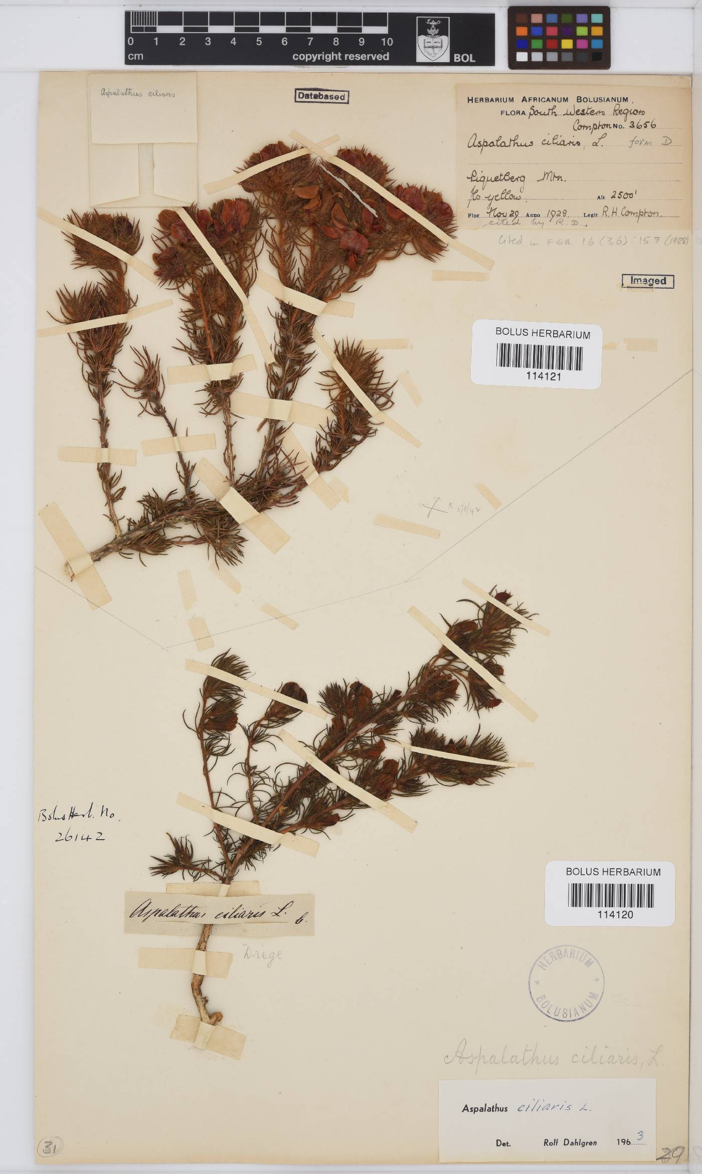 Aspalathus ciliaris image