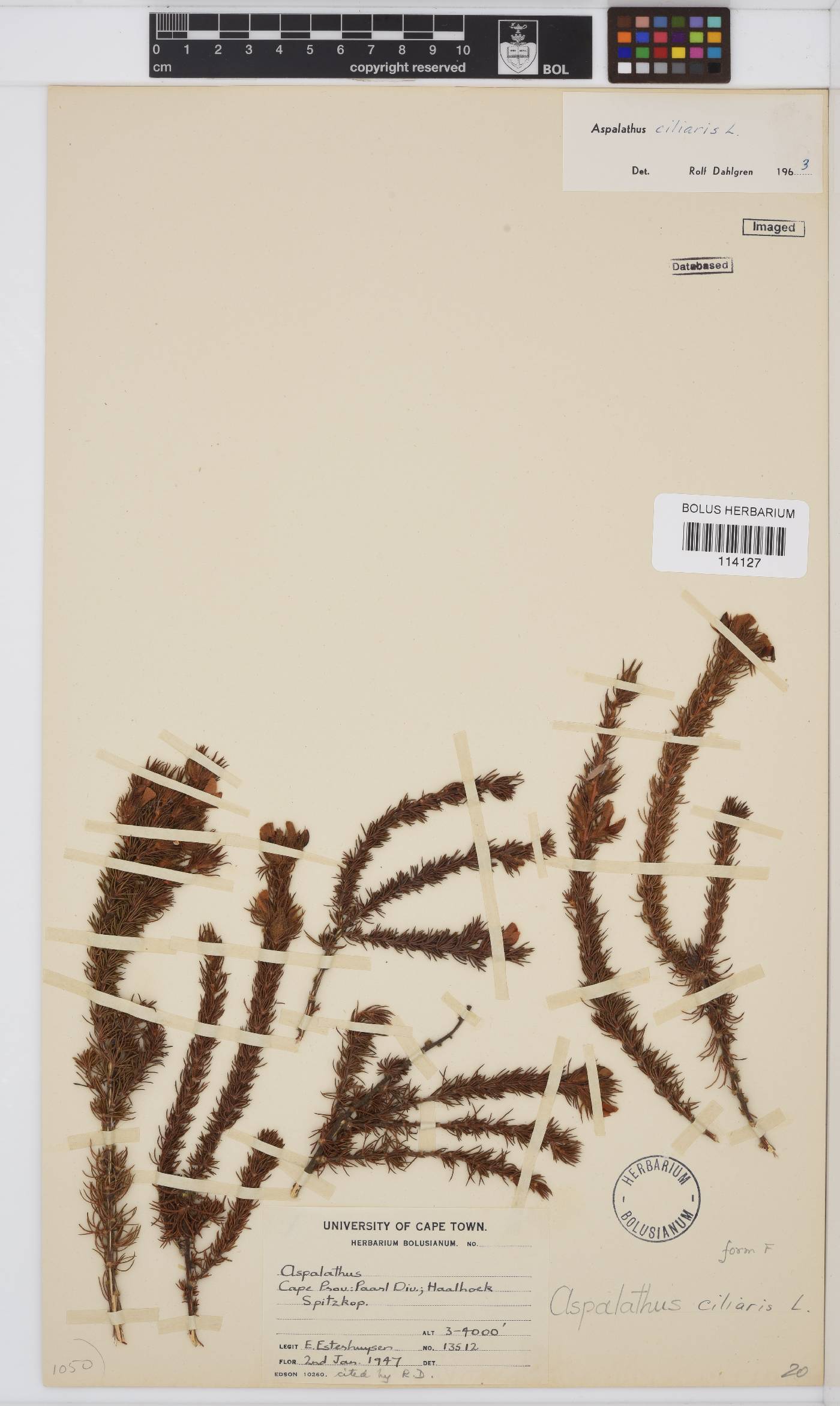 Aspalathus ciliaris image