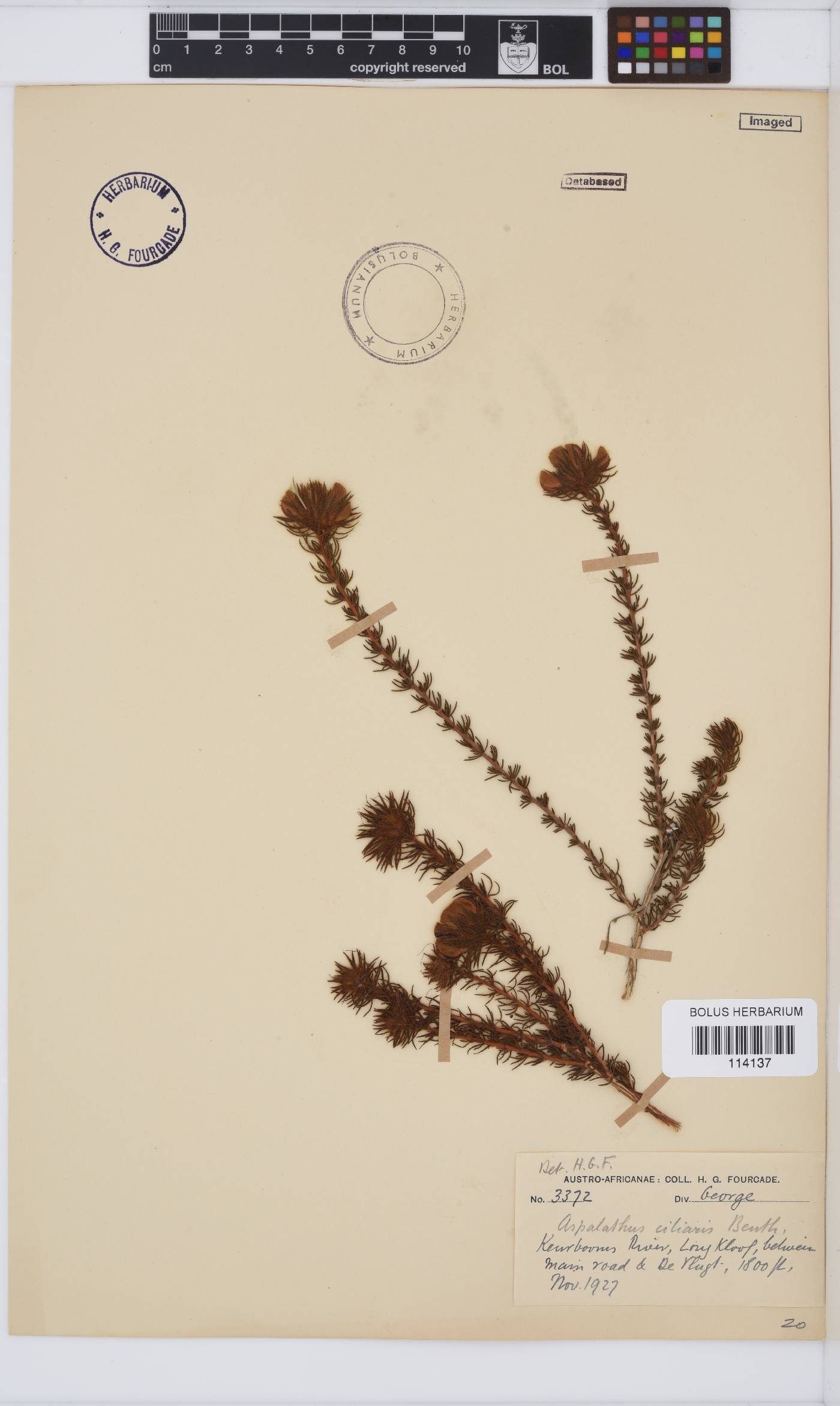 Aspalathus ciliaris image