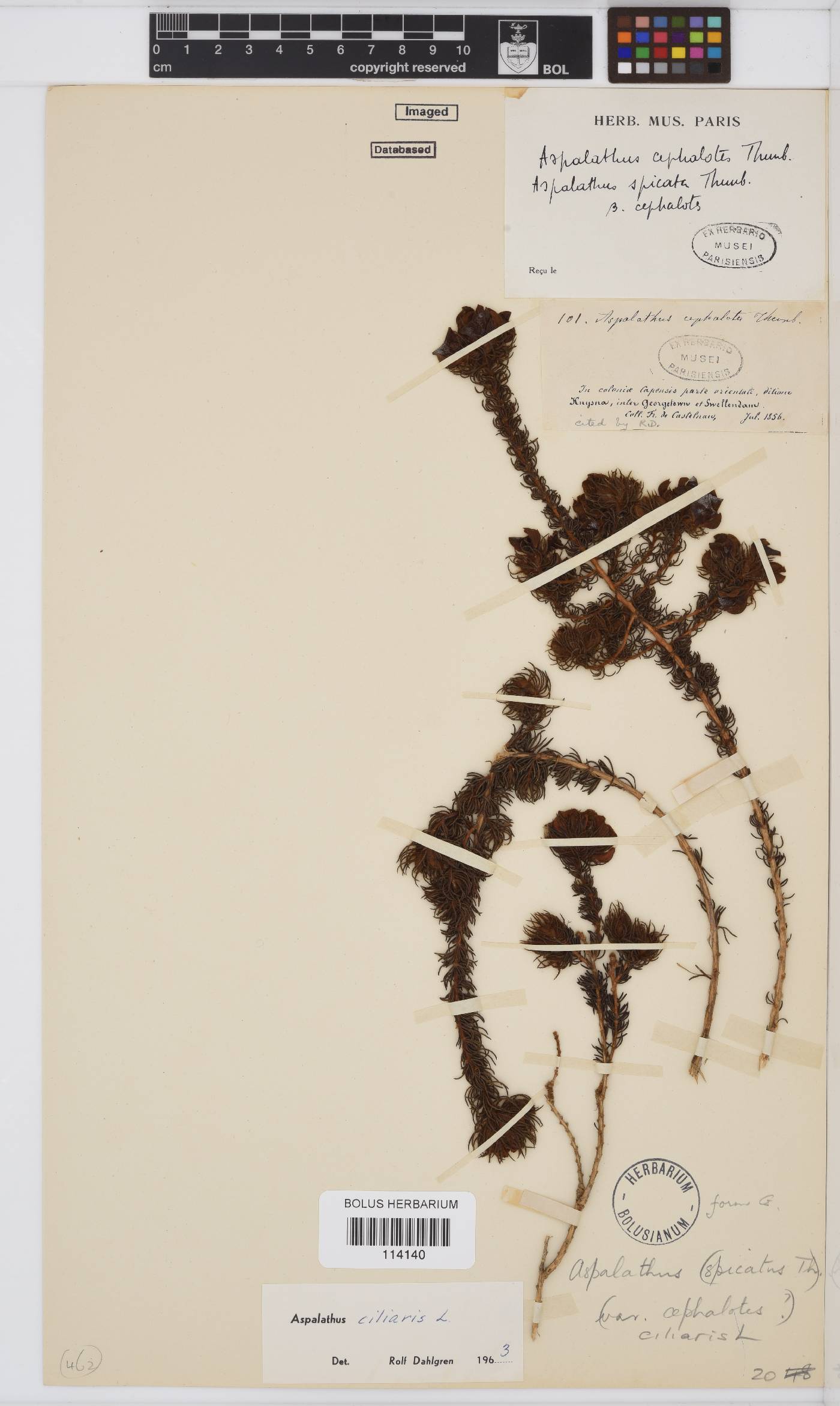 Aspalathus ciliaris image