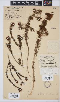 Aspalathus ciliaris image