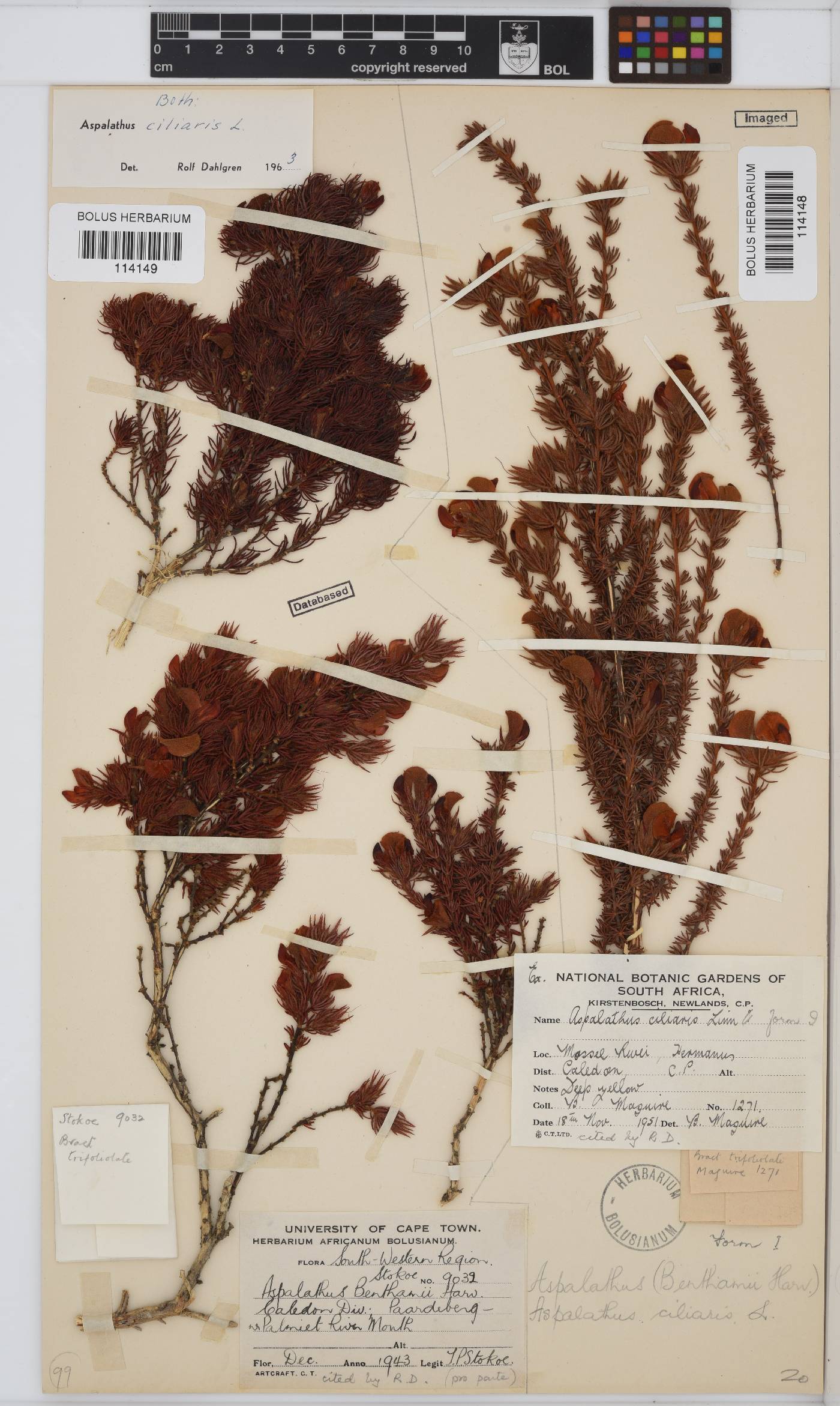 Aspalathus ciliaris image
