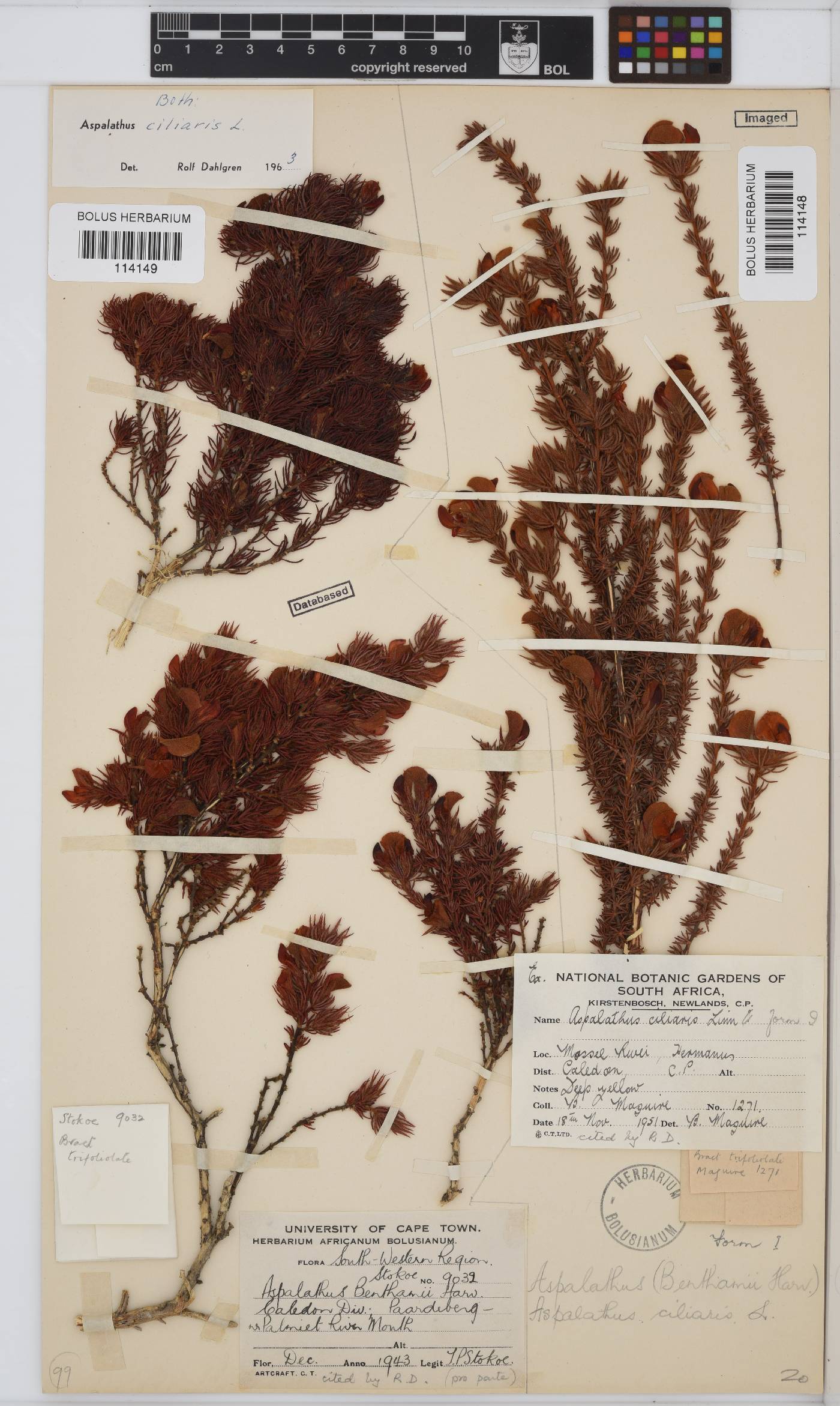 Aspalathus ciliaris image