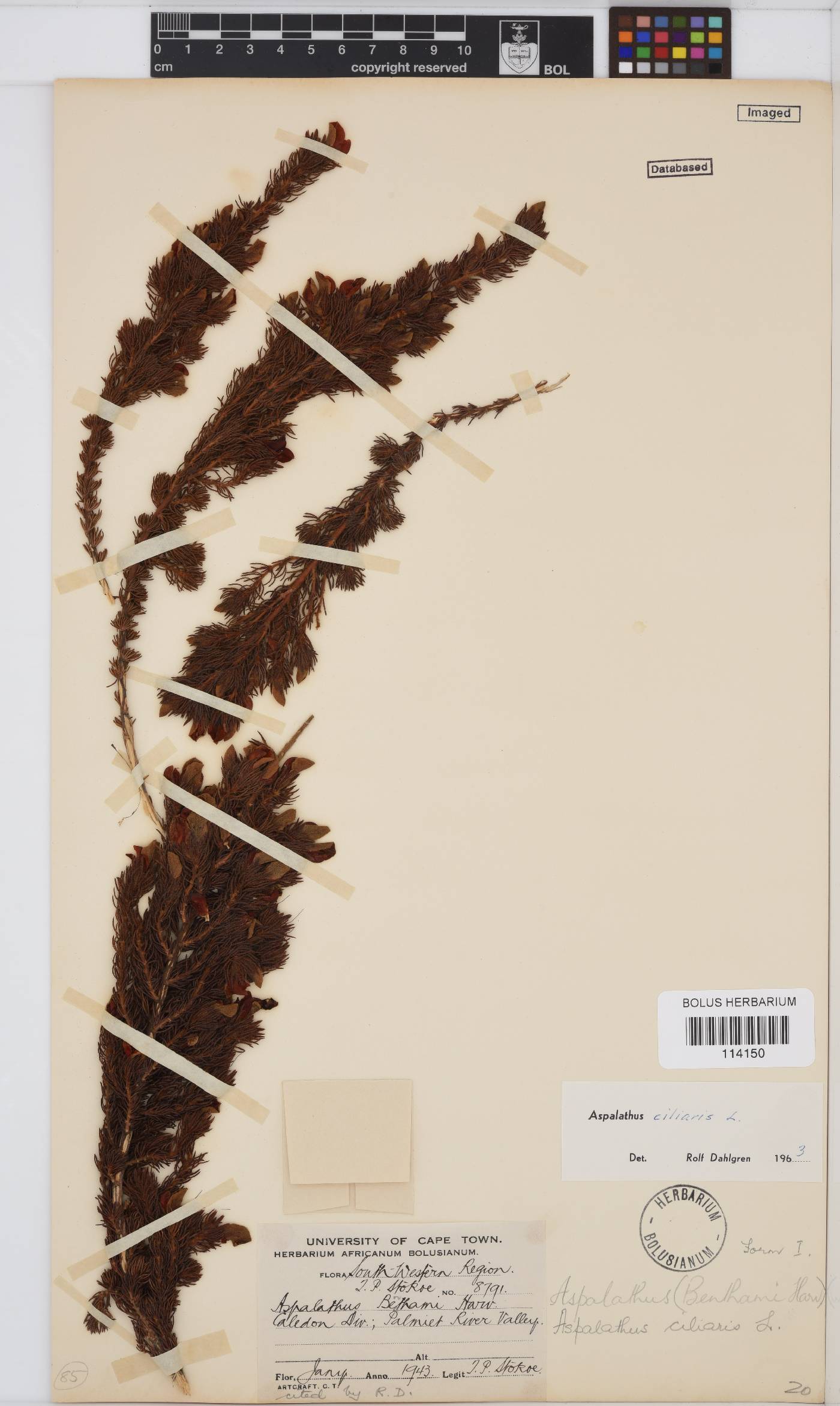 Aspalathus ciliaris image