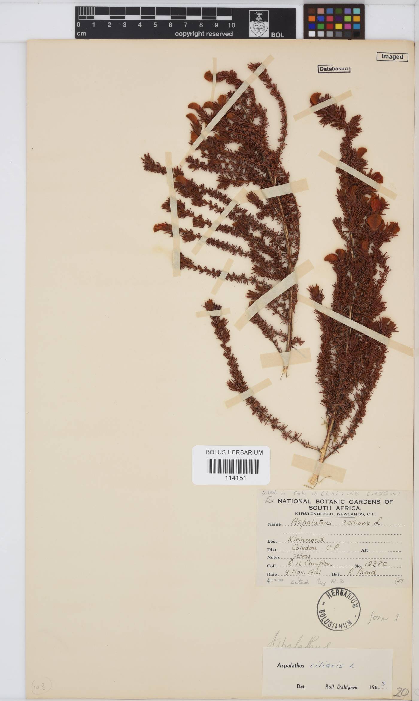 Aspalathus image