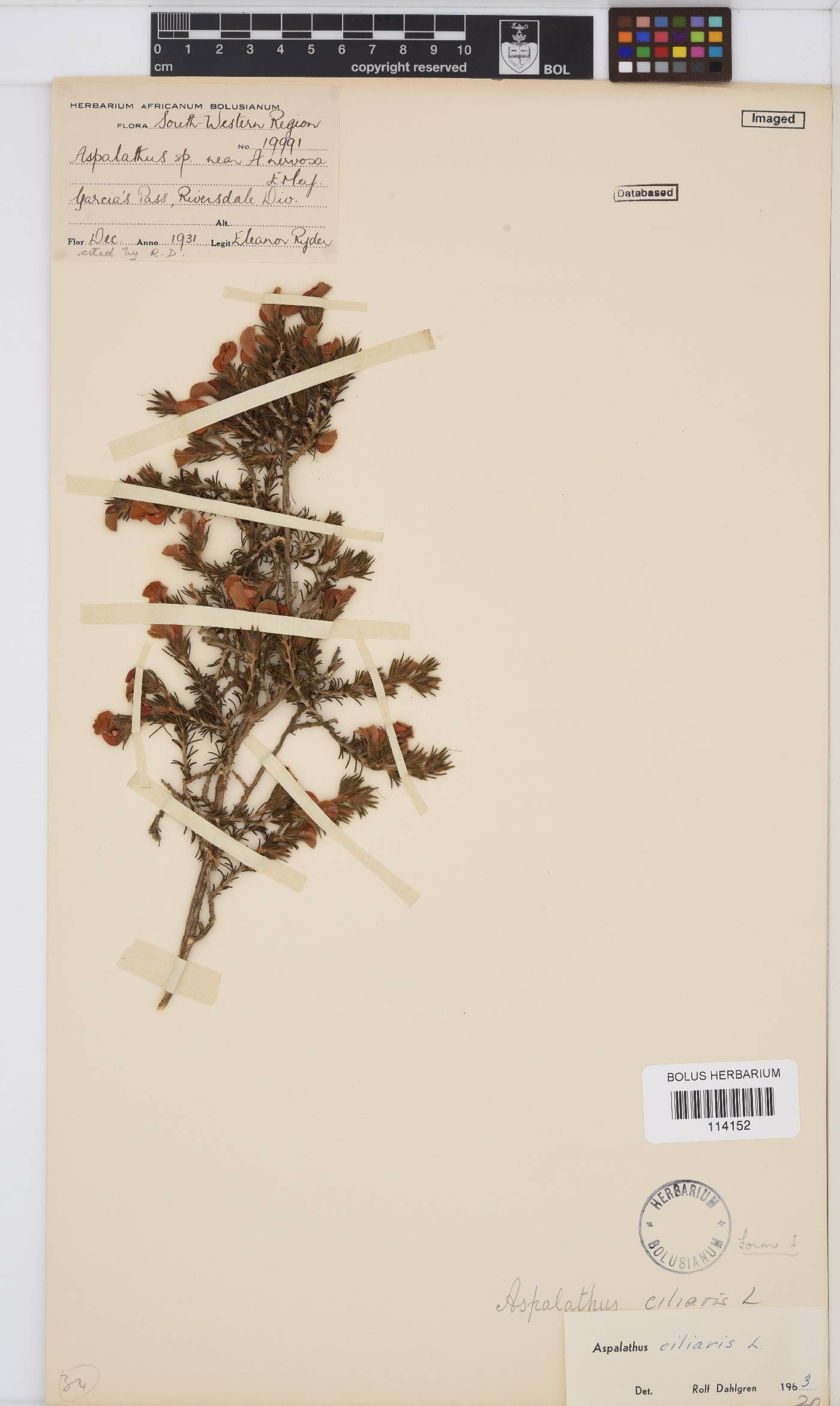 Aspalathus ciliaris image