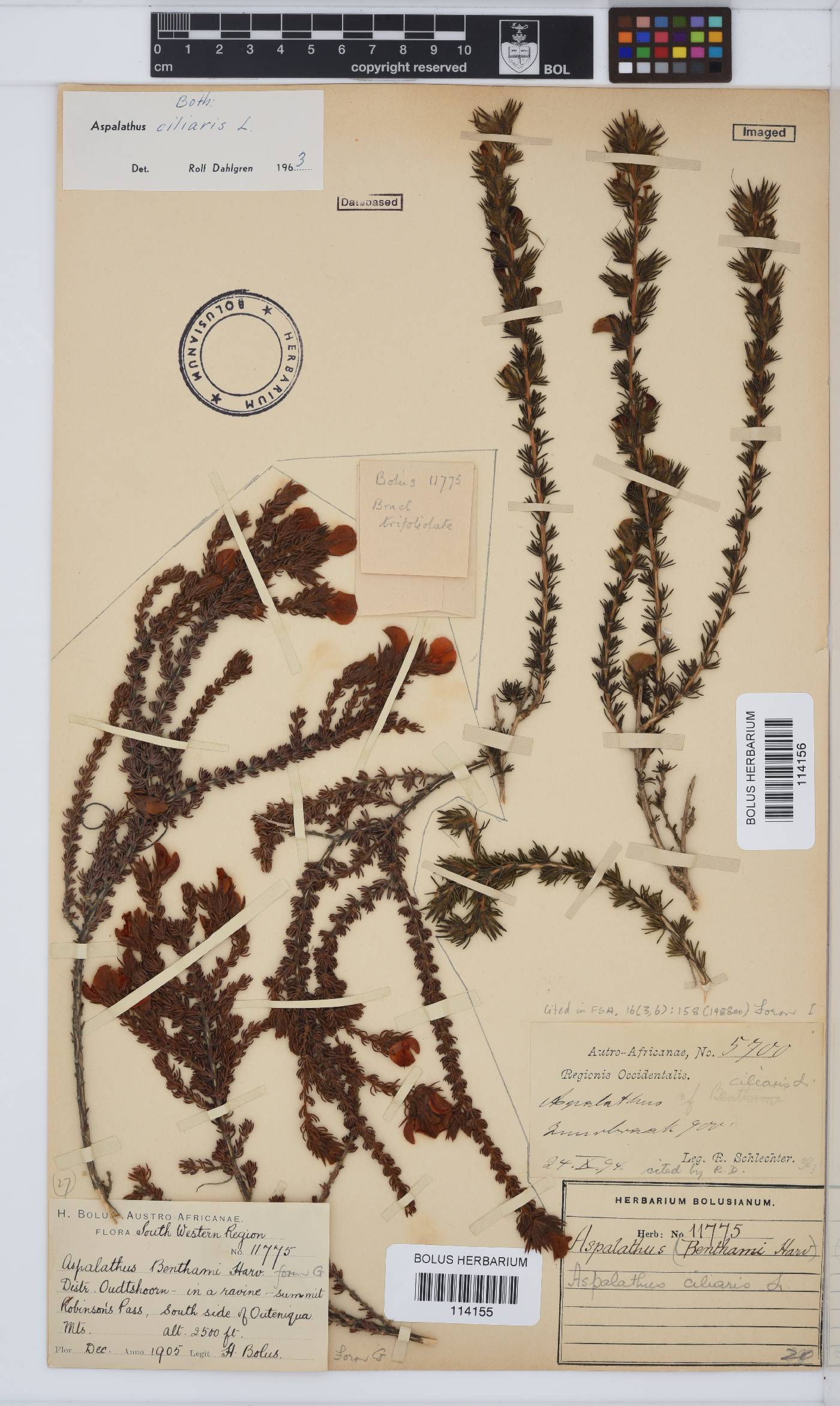 Aspalathus ciliaris image