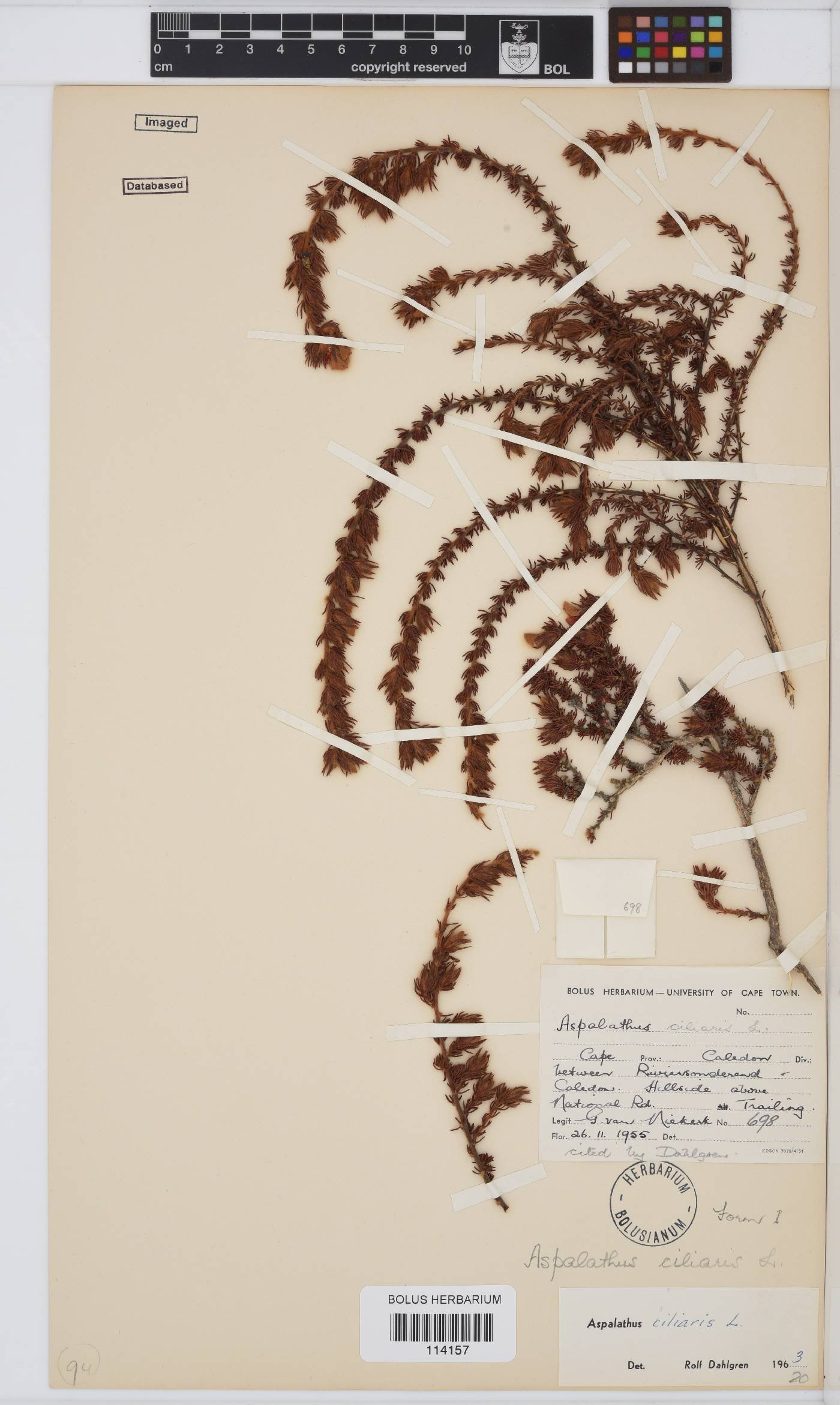 Aspalathus ciliaris image