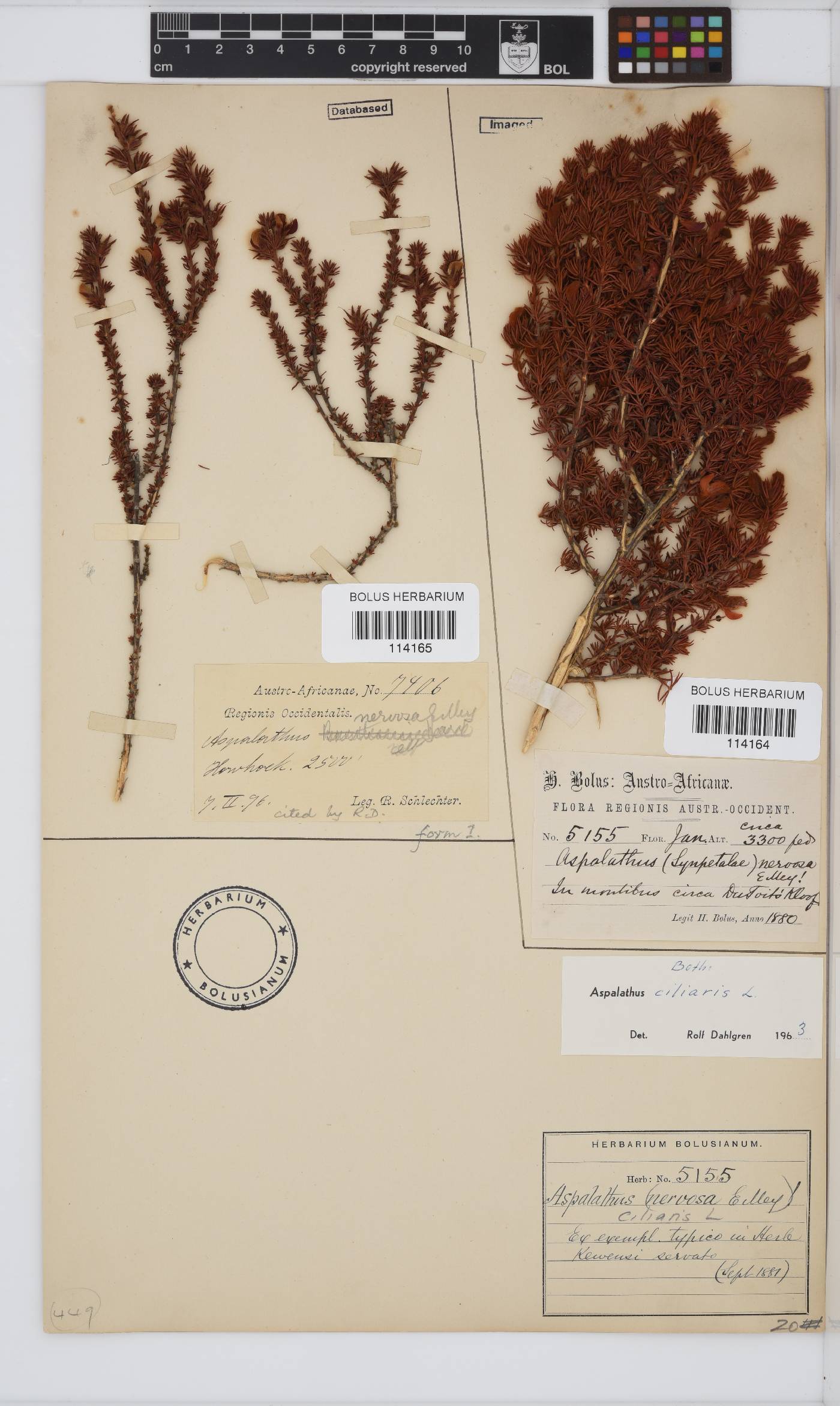 Aspalathus ciliaris image