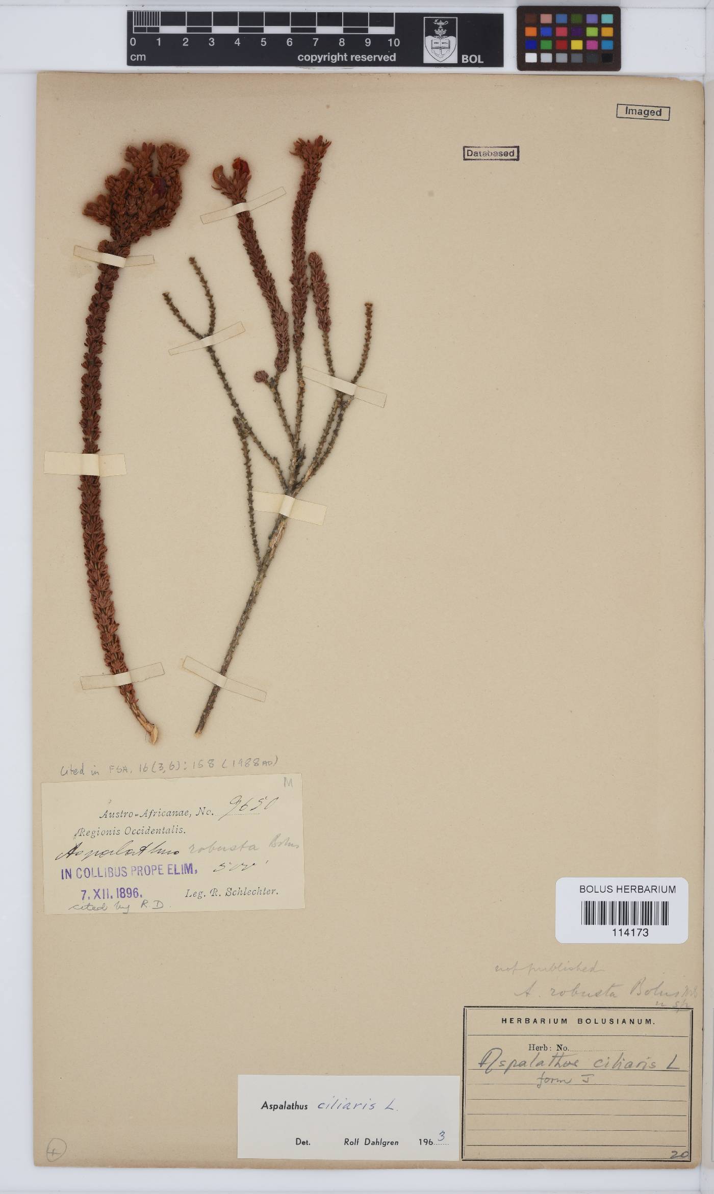 Aspalathus ciliaris image