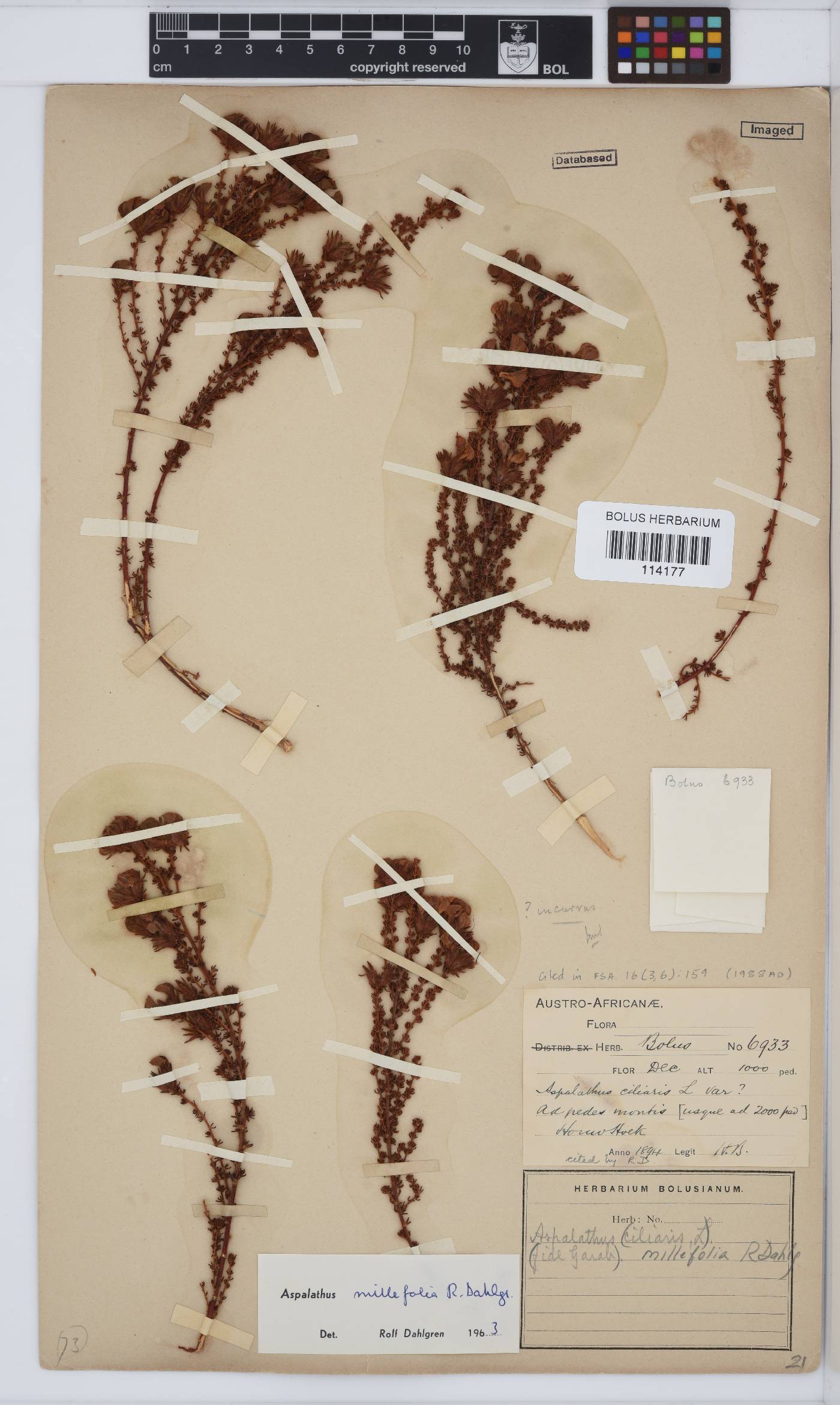 Aspalathus millefolia image