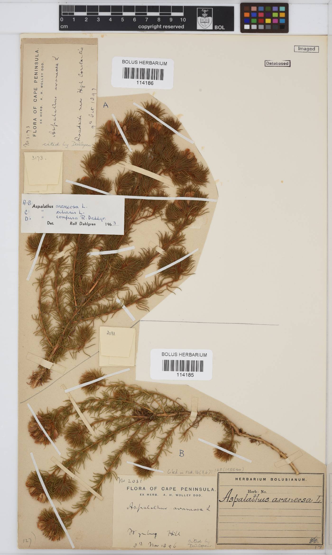Aspalathus araneosa image