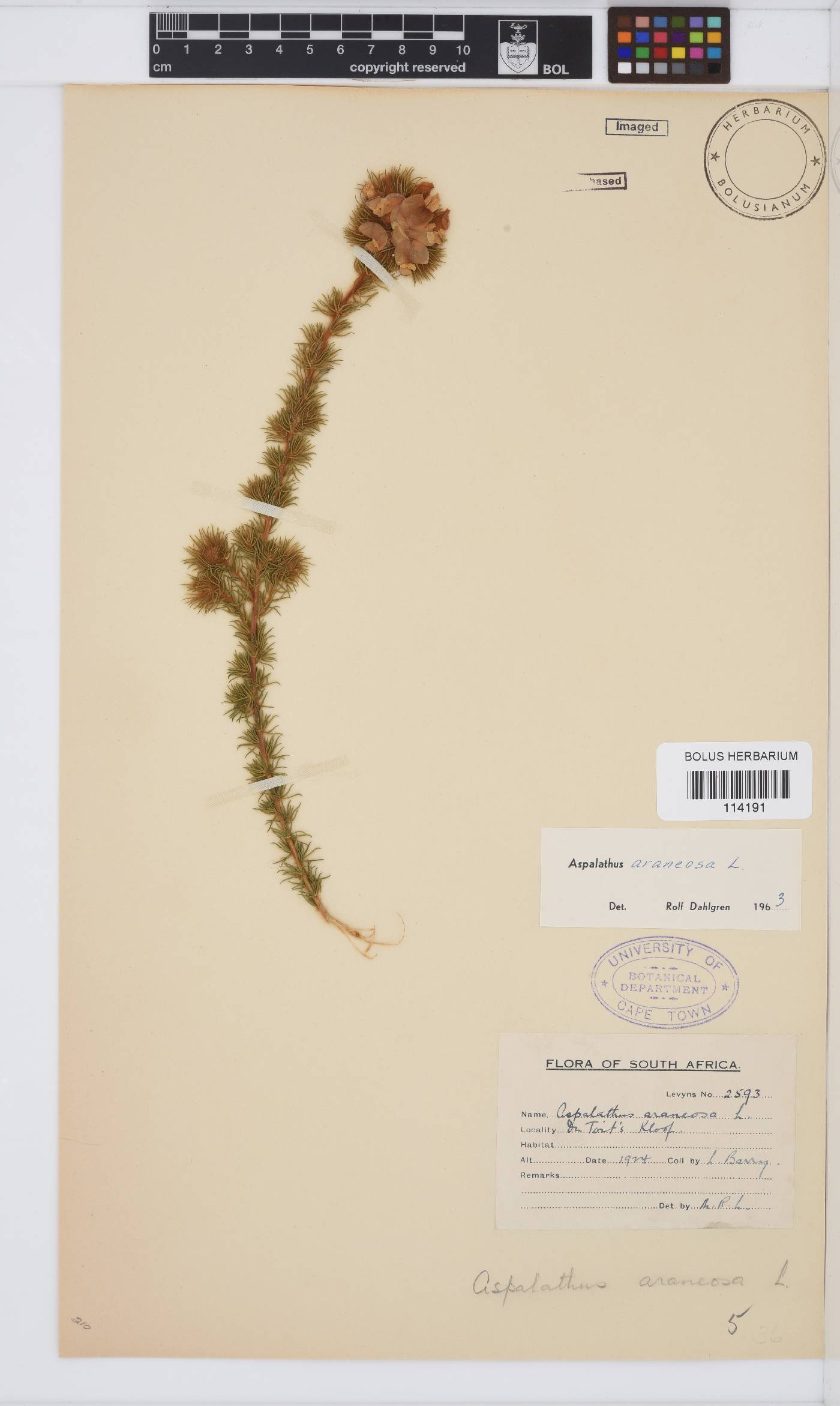 Aspalathus araneosa image