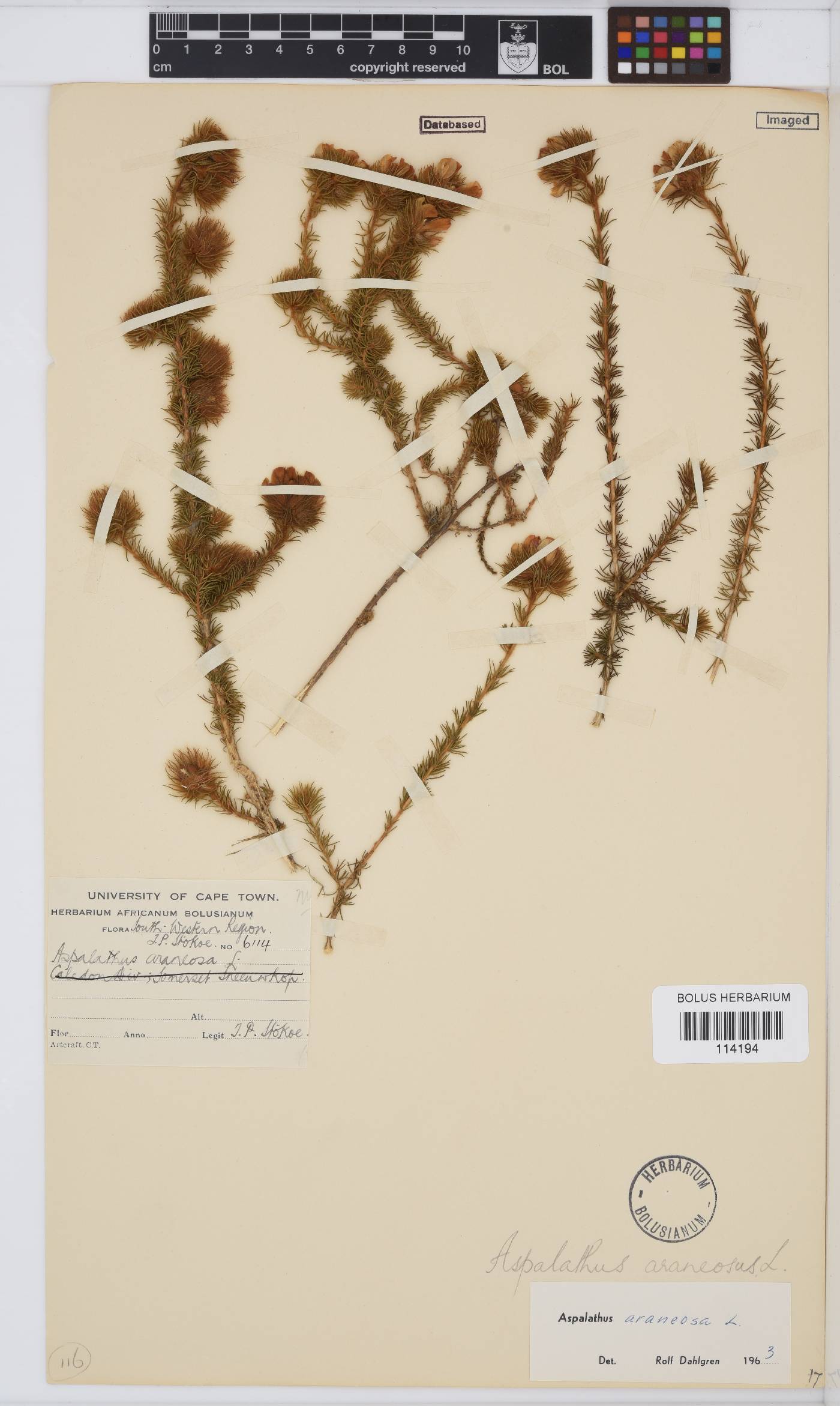 Aspalathus araneosa image