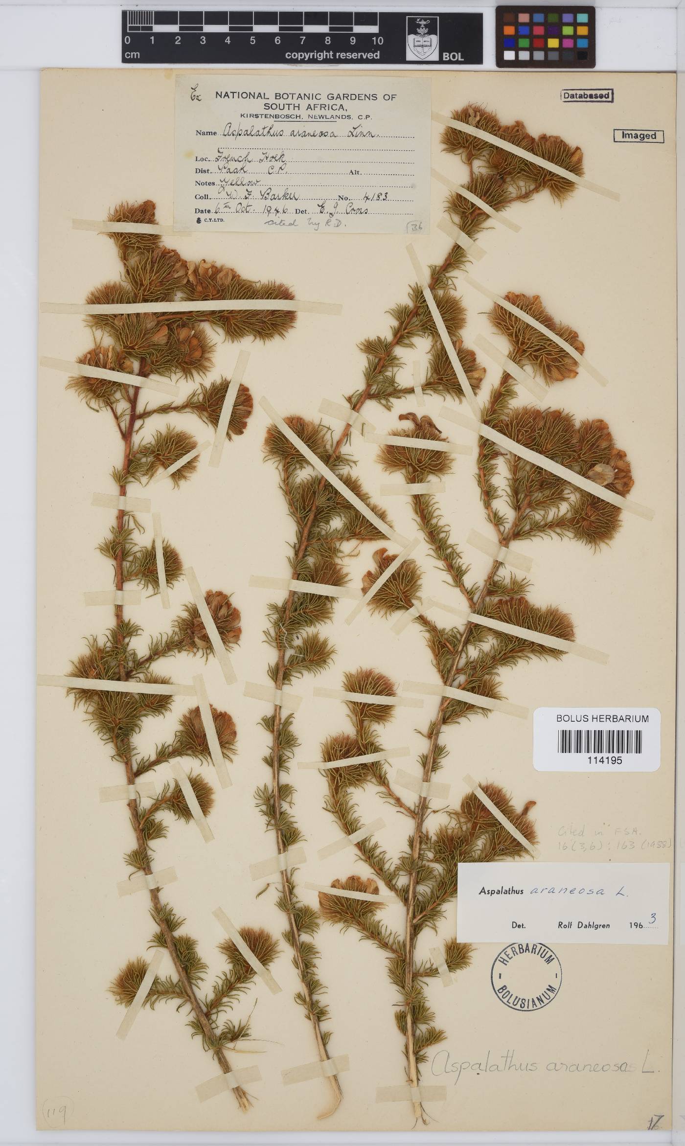 Aspalathus araneosa image