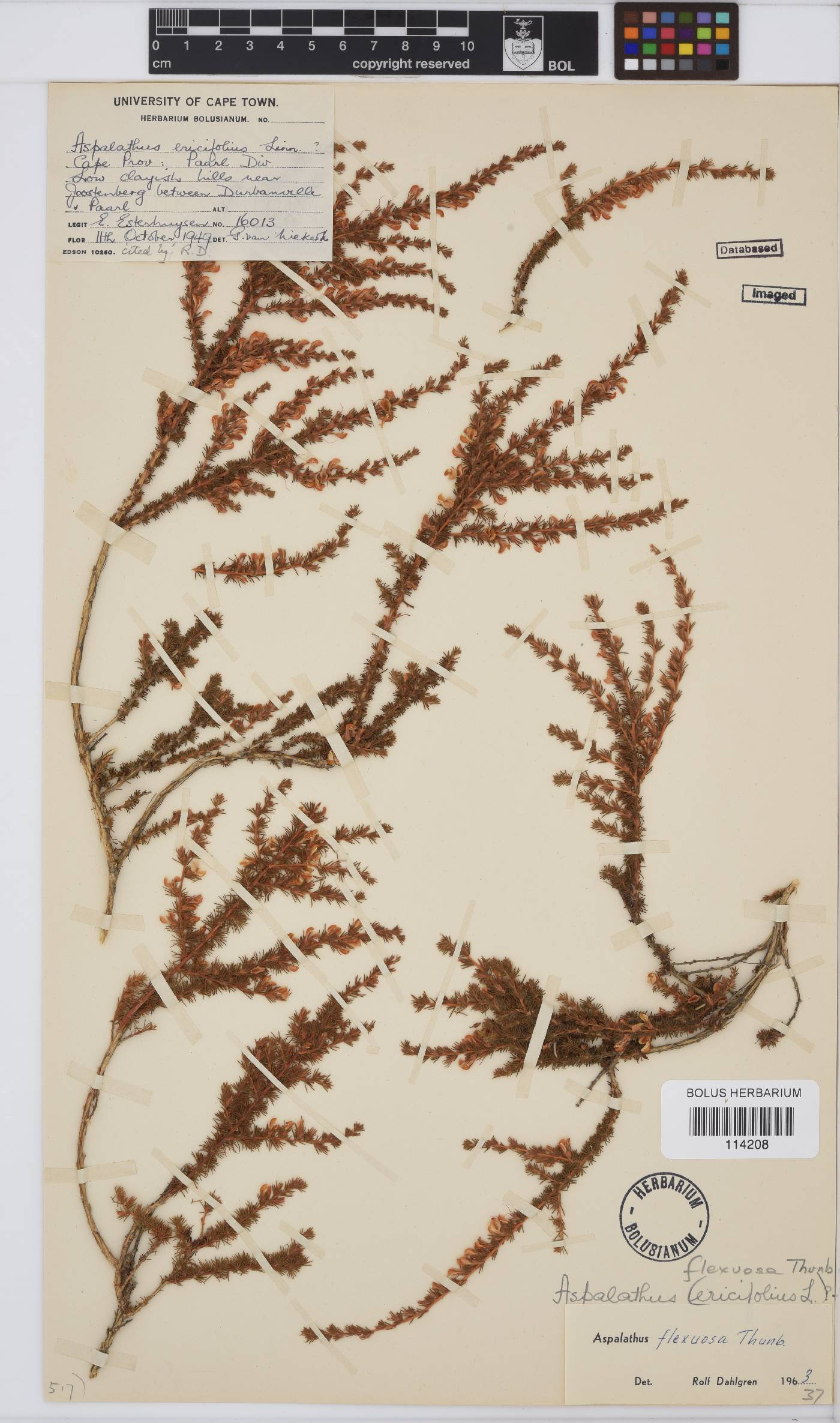 Aspalathus flexuosa image