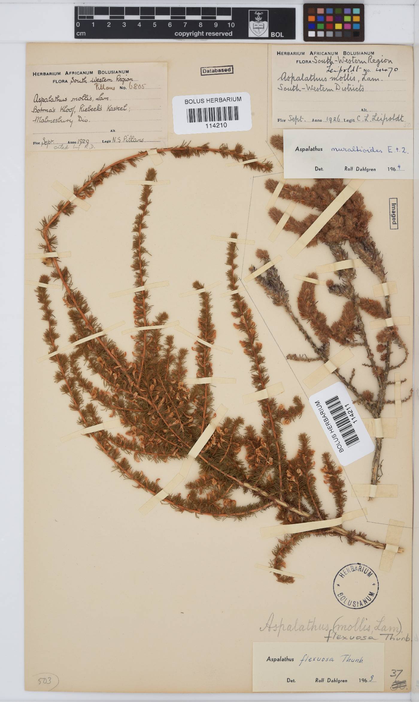 Aspalathus muraltioides image