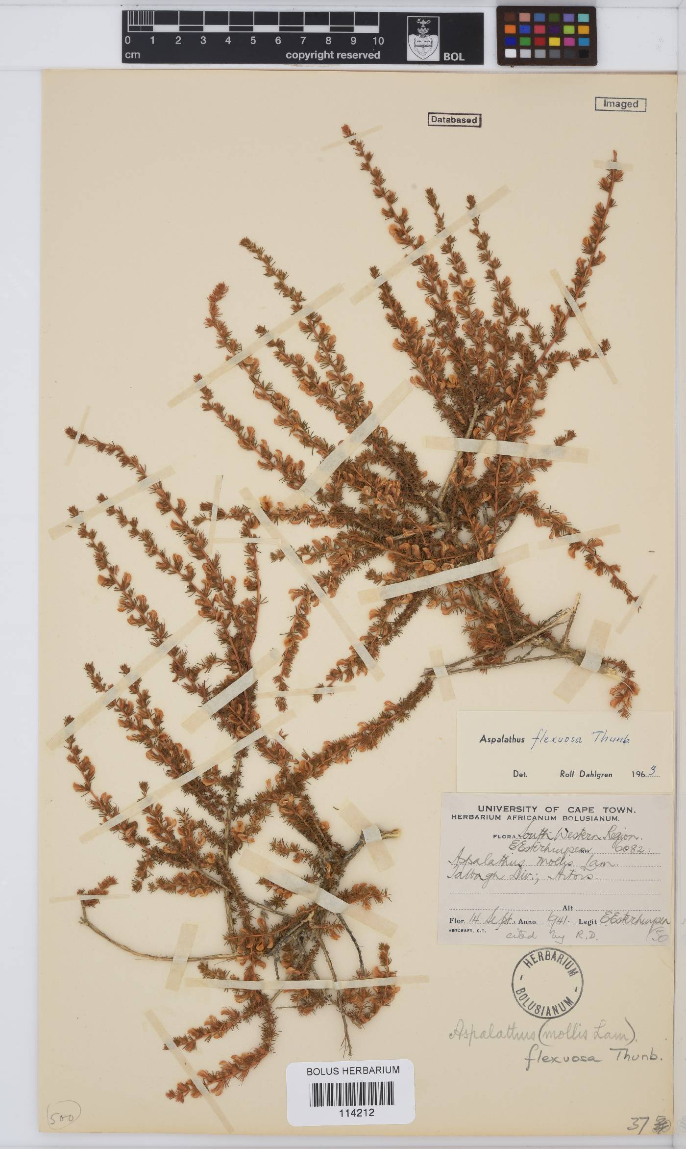 Aspalathus flexuosa image